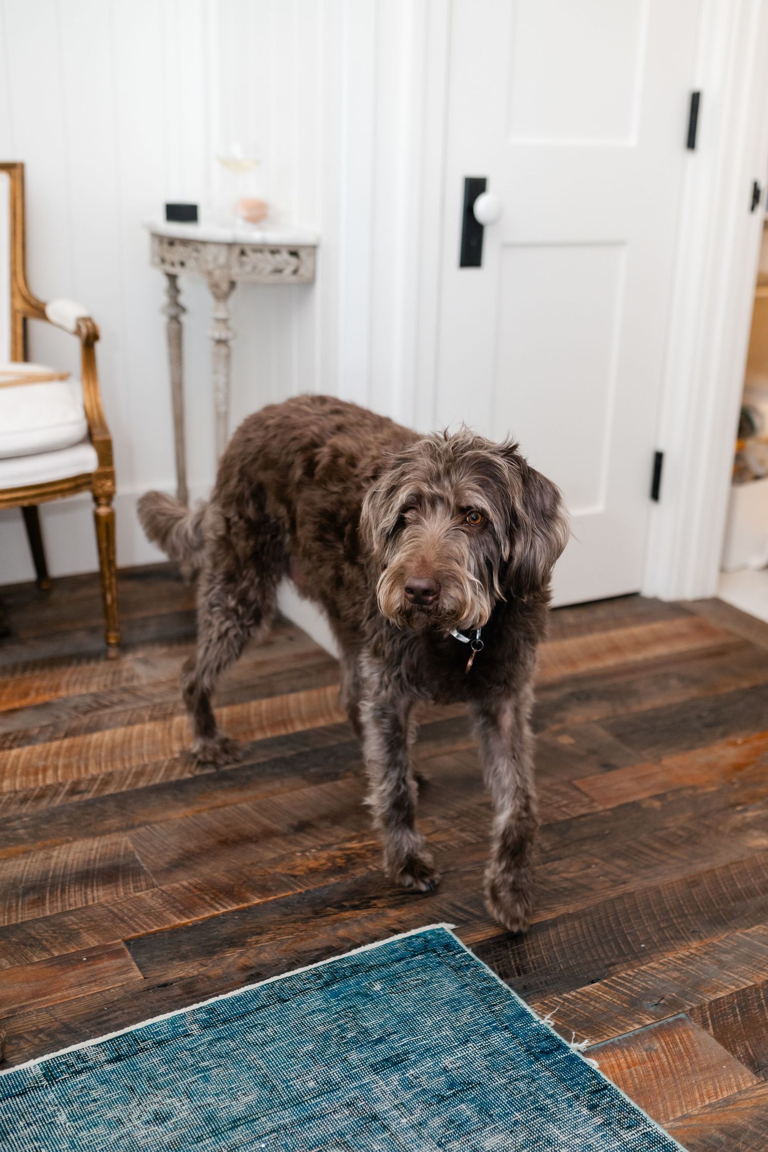 Brown shaggy dog standing on dark wooden floors next to a blue area rug.