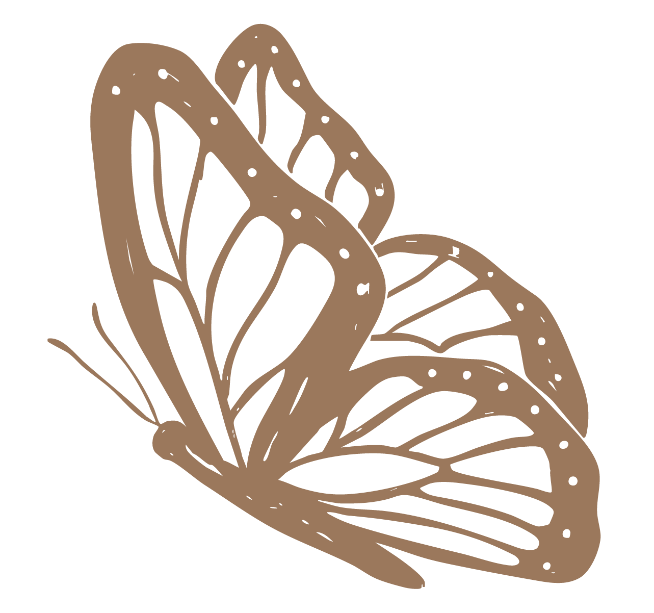 A delicate brown butterfly illustration with intricate wing patterns and white dots, shown in profile view on white background.