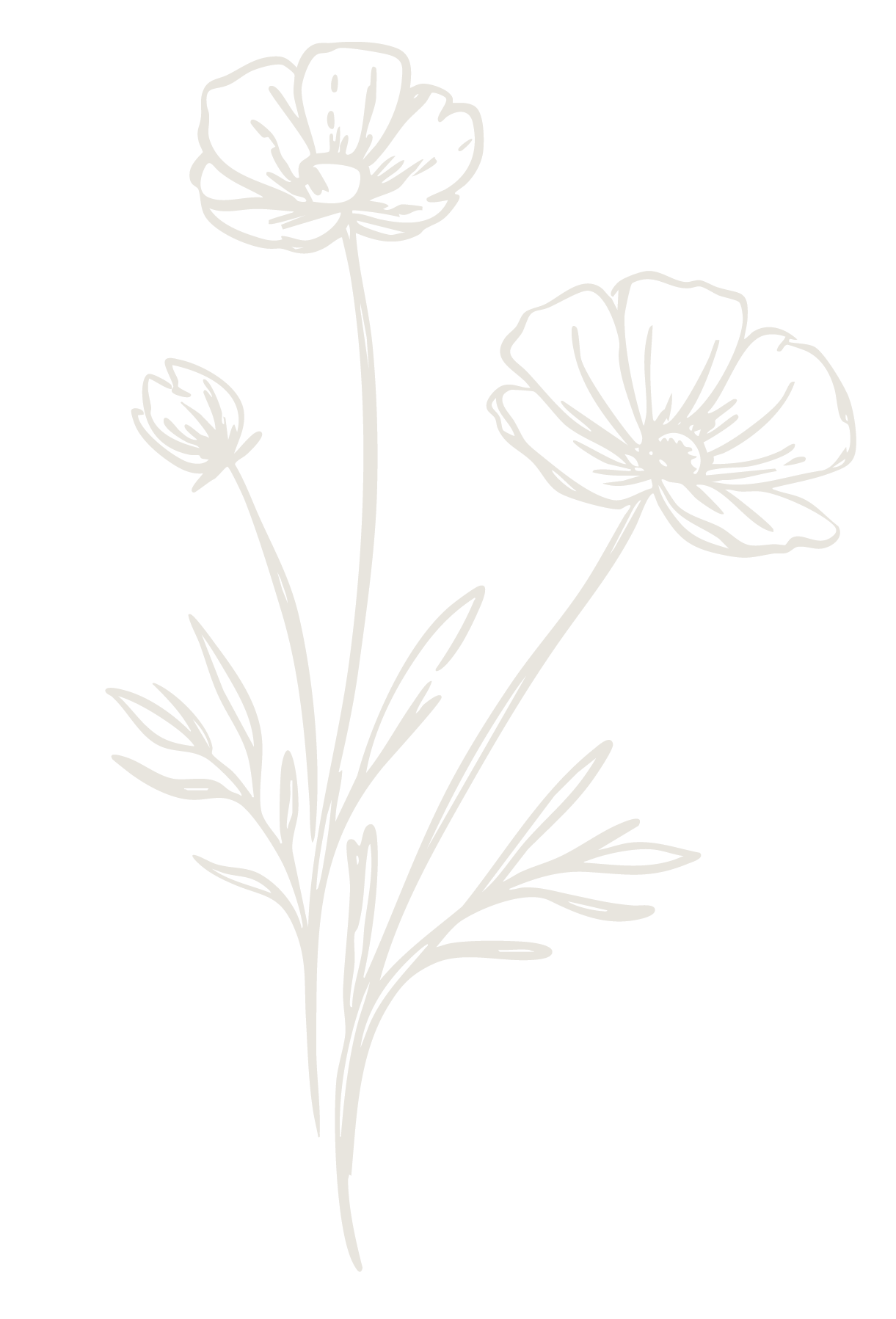 Delicate line drawing of wildflowers with two blooms and a bud on stems with leaves in soft cream tones.
