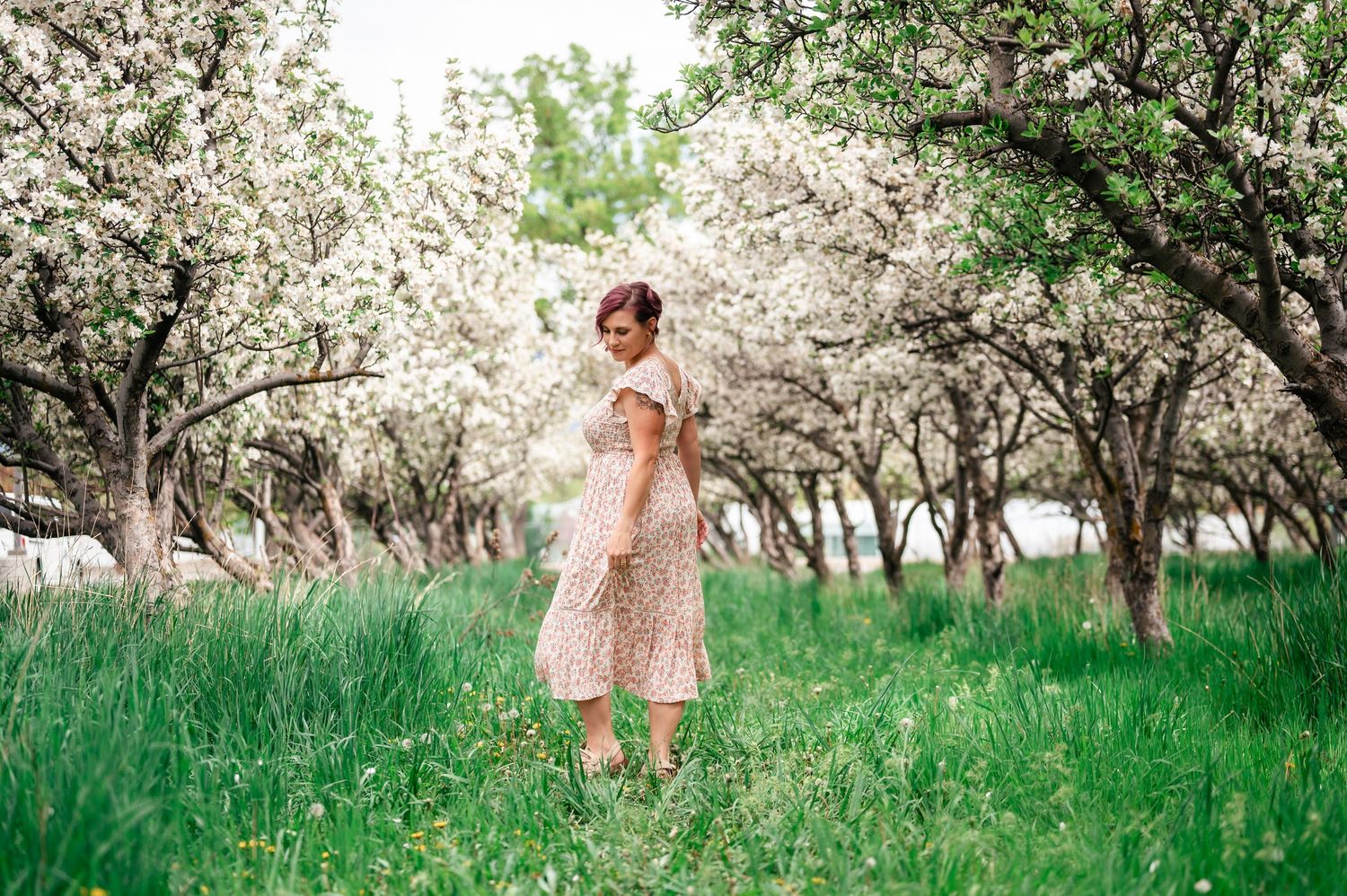 A series of springtime photos  at the Provo Orchards among blooming cherry blossom trees in a lush green field.