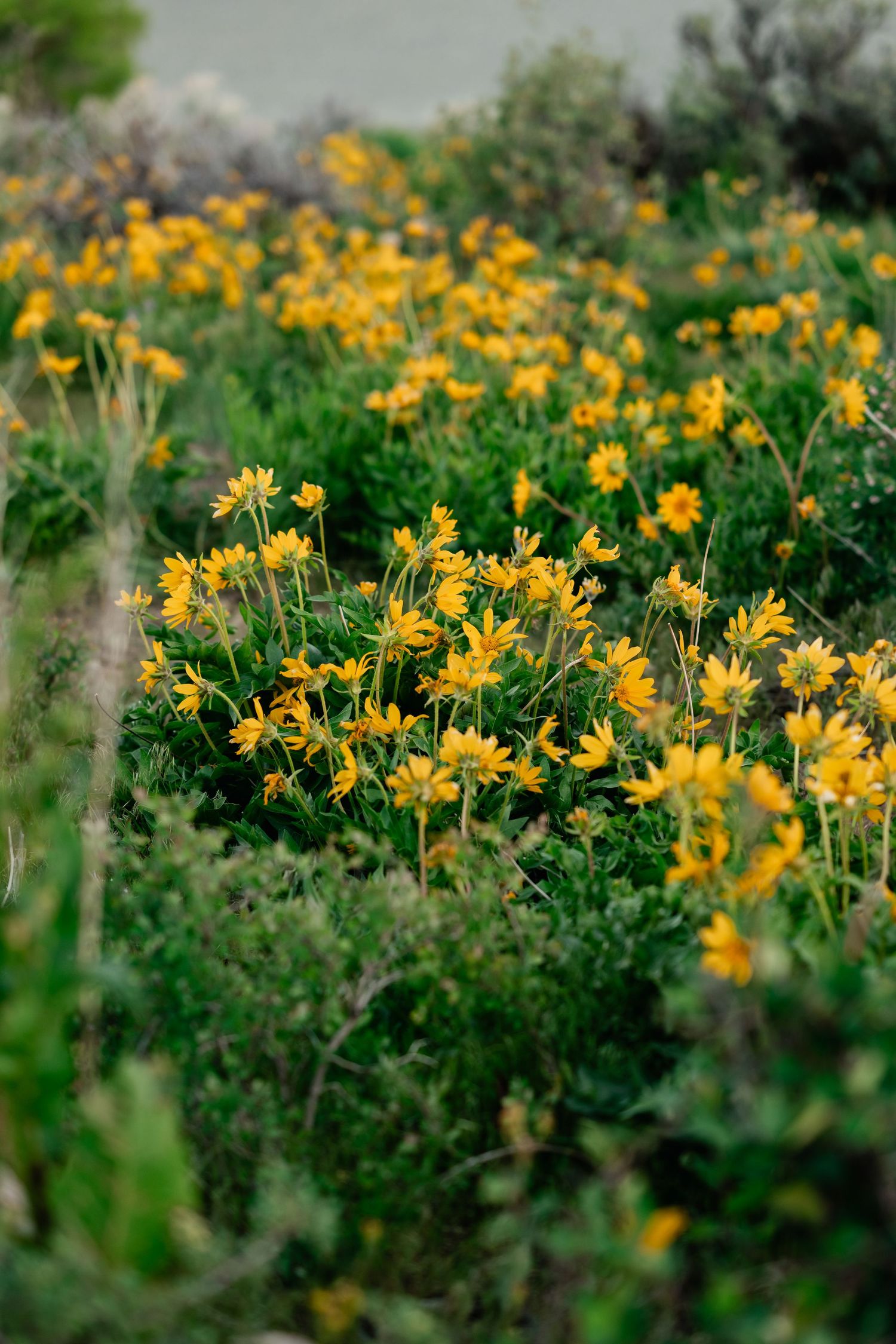 Close-up of vibrant yellow wildflowers blooming in mountain meadow.