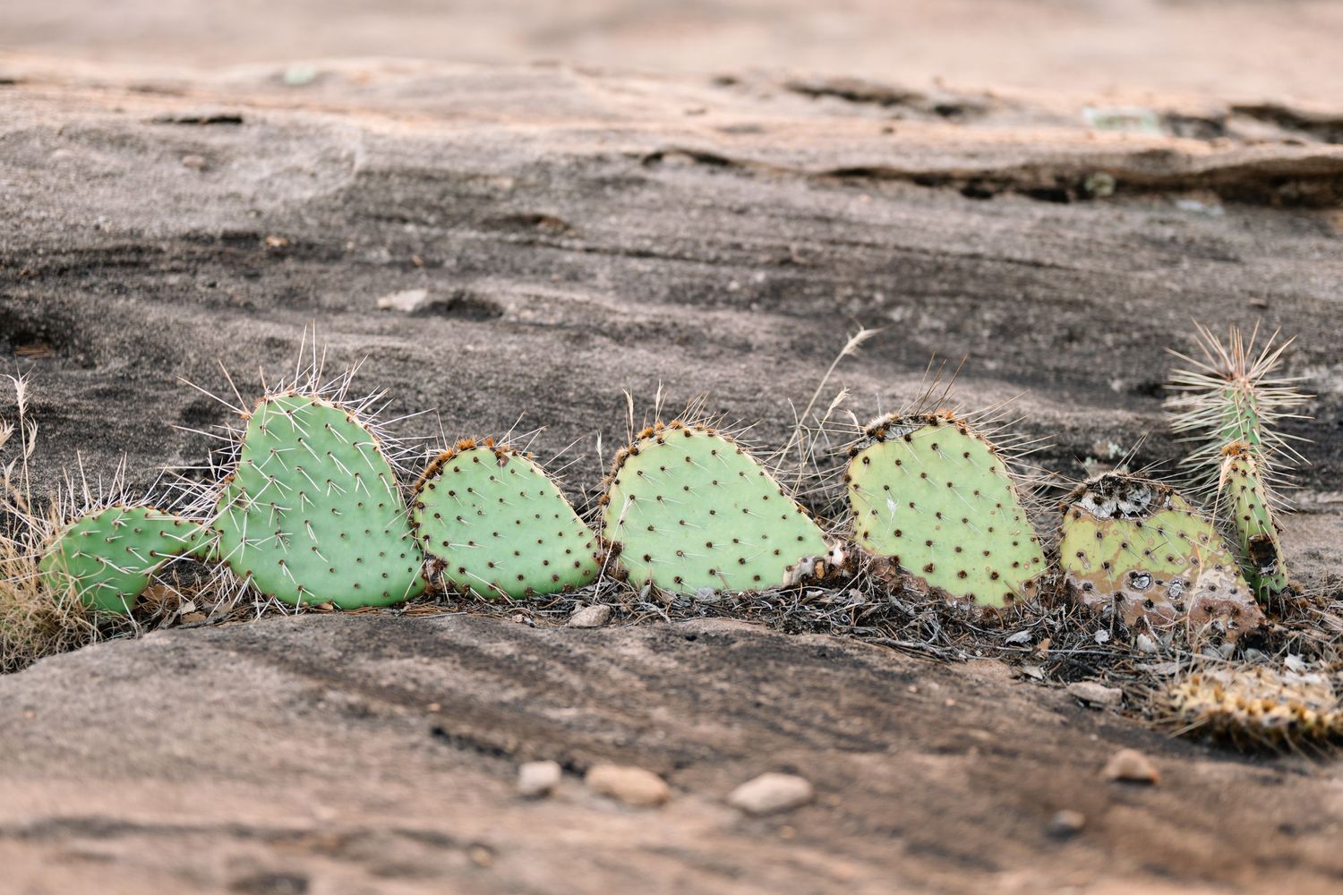 Cactus growing from the desert rock