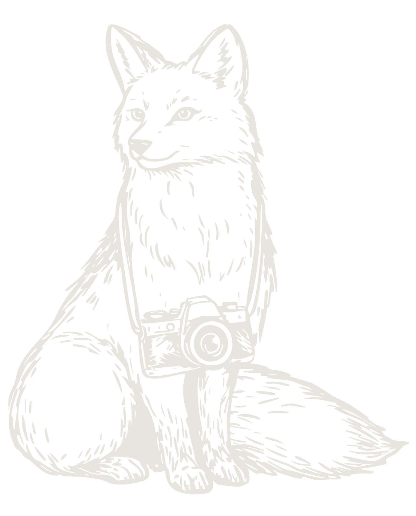 A delicate line drawing of a sitting fox wearing a camera around its neck on a white background.