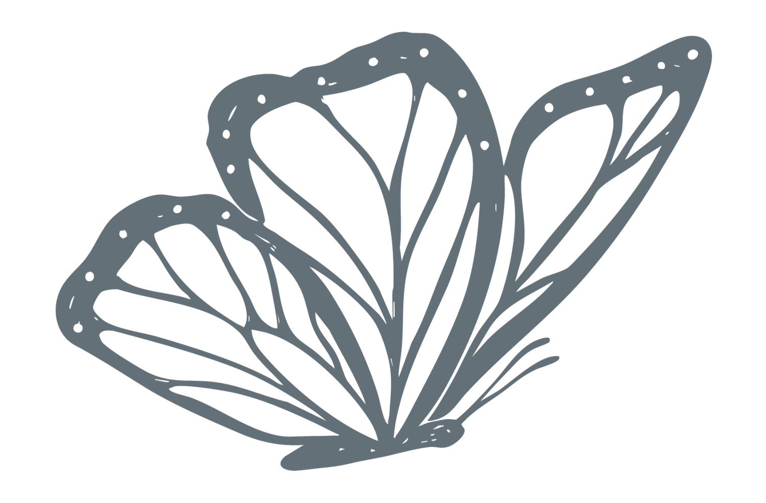 Gray butterfly illustration with detailed wing patterns and delicate outlines on a white background.