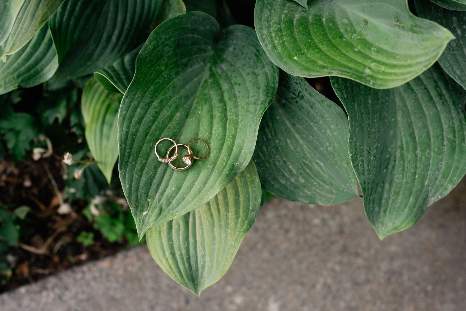 Close-up view of green hosta leaves in a garden setting.