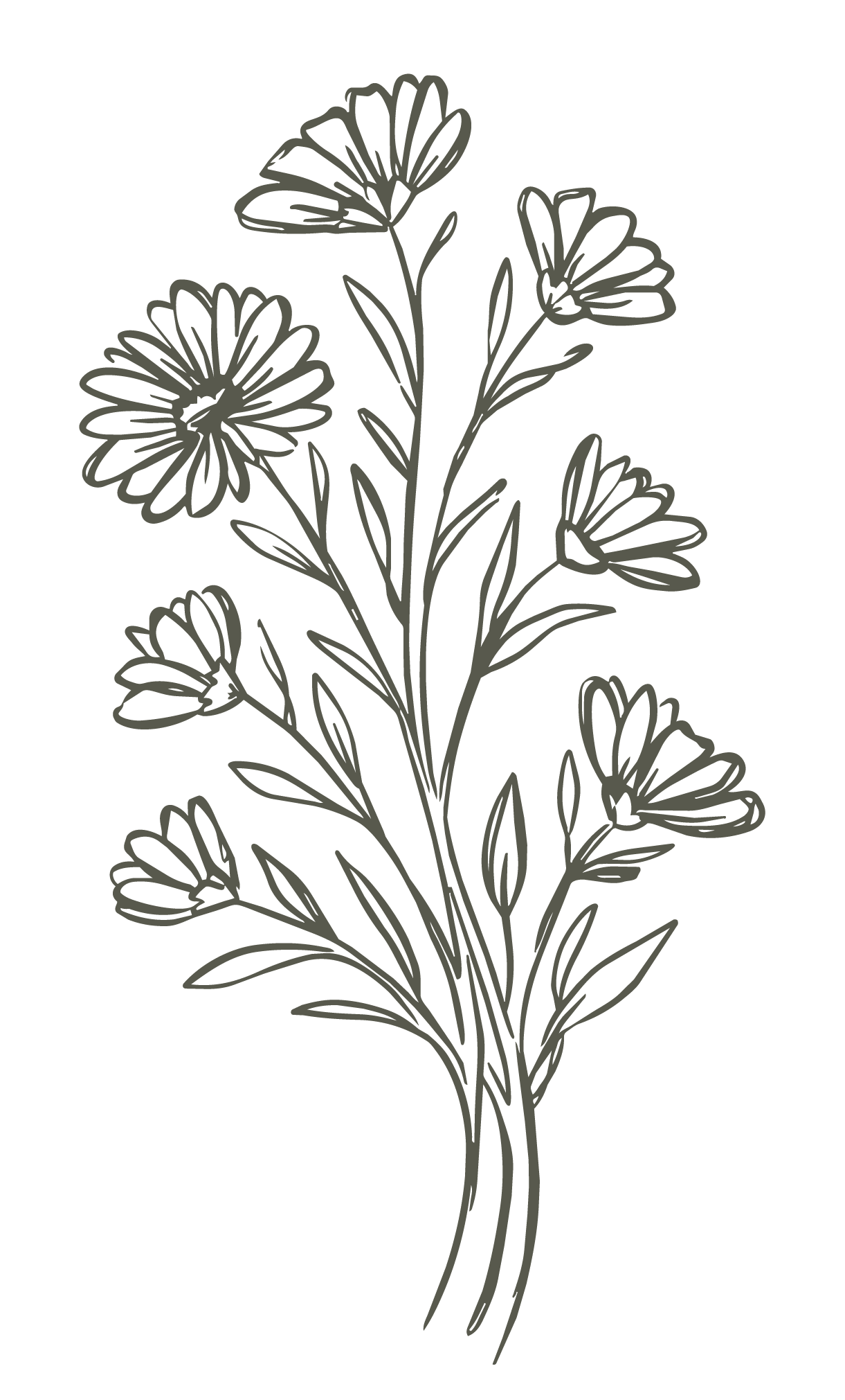 Hand-drawn botanical illustration of a wildflower bouquet with daisy-like blooms and leaves in olive green ink.