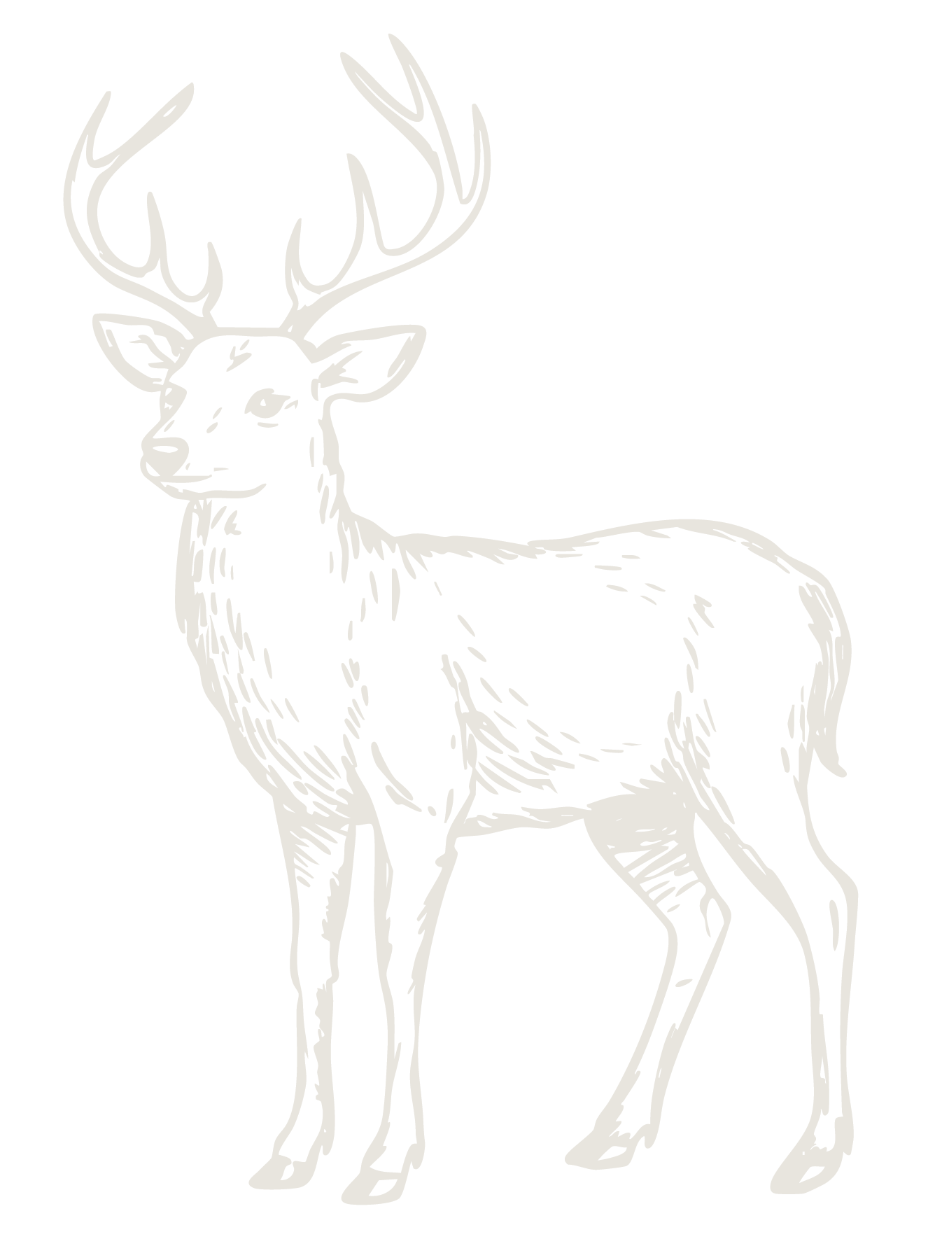 A delicate sketch illustration of a majestic stag with large antlers standing in profile on a white background.