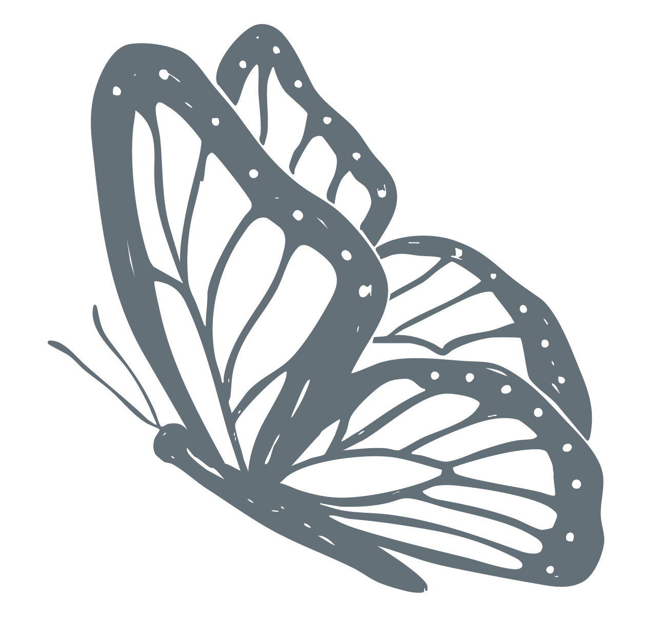 A detailed gray butterfly illustration in profile view, showcasing intricate wing patterns and delicate antennae.