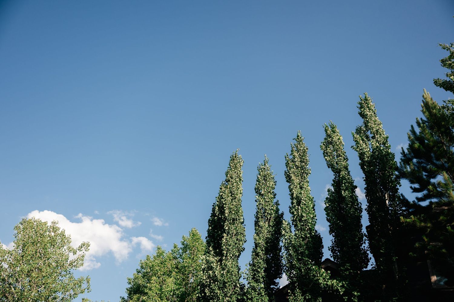 Blue sky with tall poplar trees creates natural backdrop for outdoor event.