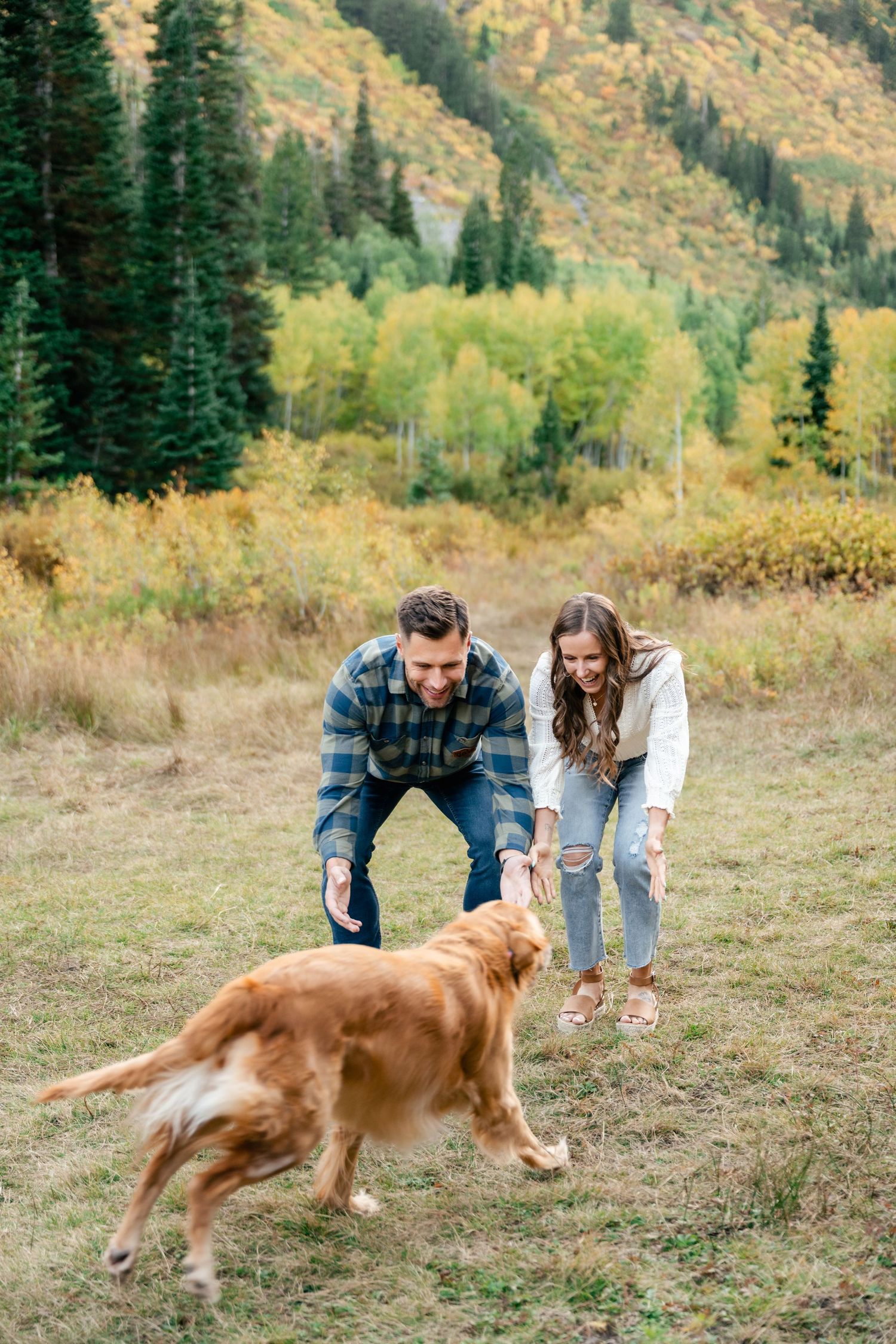 Golden retriever dog playing with couple in scenic mountain meadow with autumn foliage and evergreen trees.