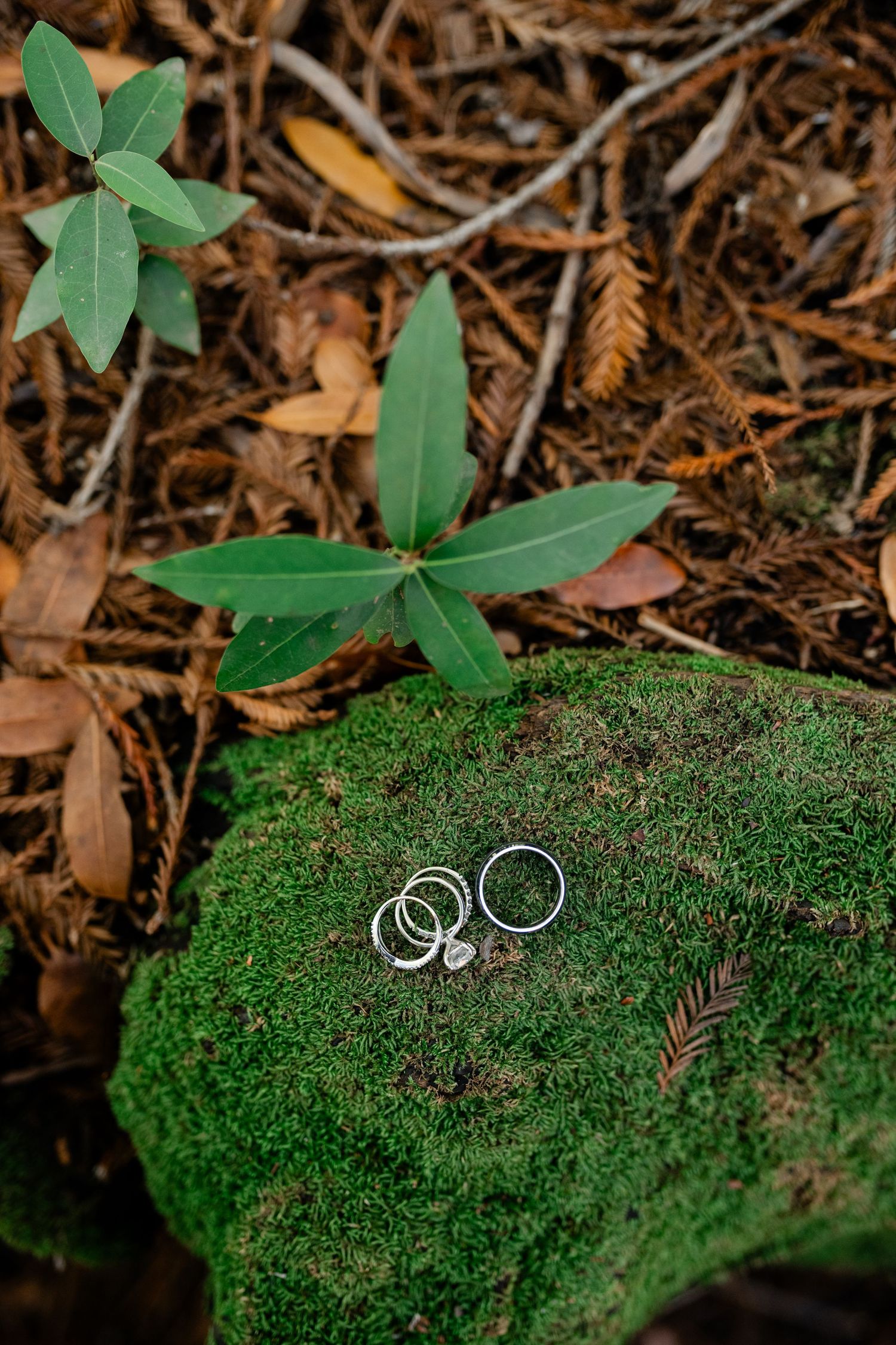 Wedding rings displayed on vibrant green moss with leaves in the background.