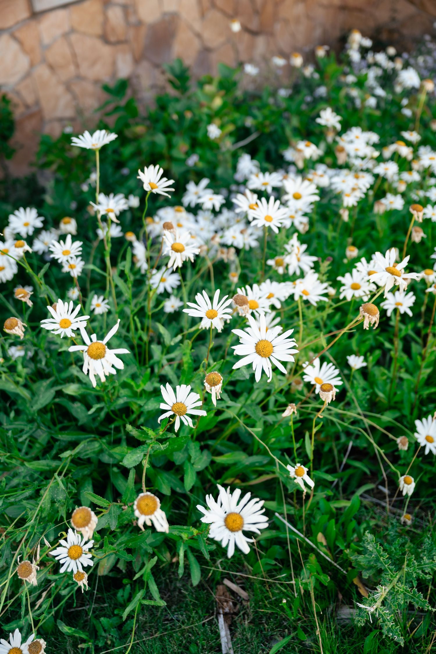 White daisies blooming in a lush green garden bed against a stone wall background.