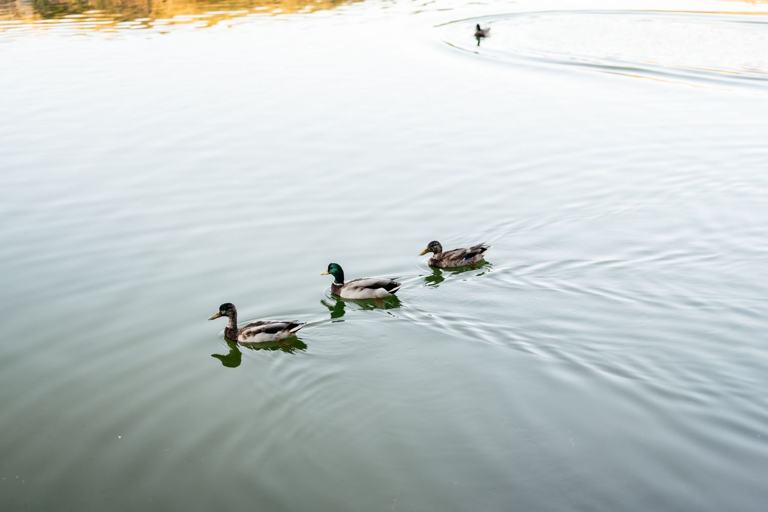 Three mallard ducks swimming in calm golden-lit water at sunset.