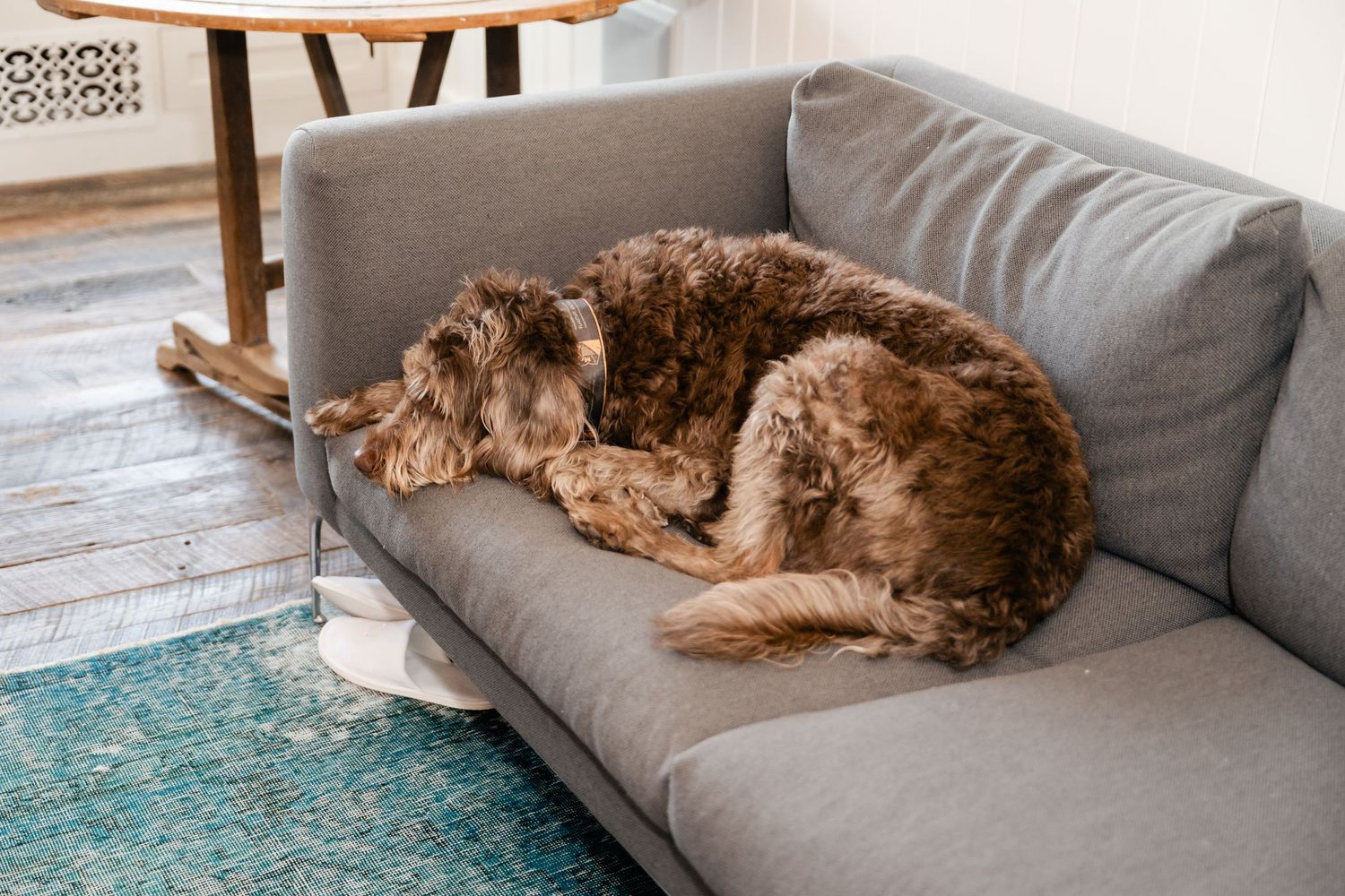 Brown dog sleeping peacefully on a gray couch with turquoise rug below.