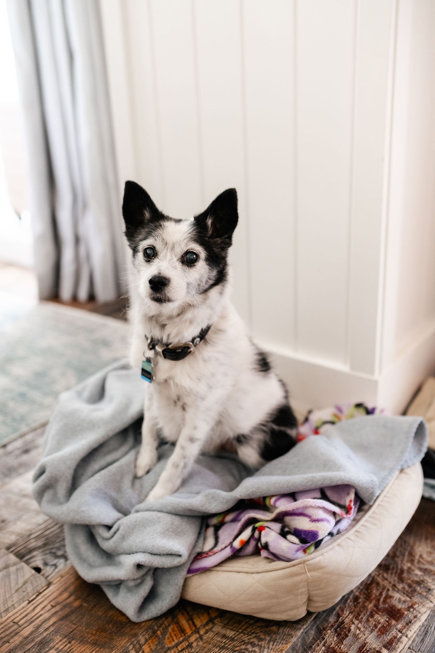 Small white dog lounges on gray blankets and pillows in a series of cozy indoor shots.