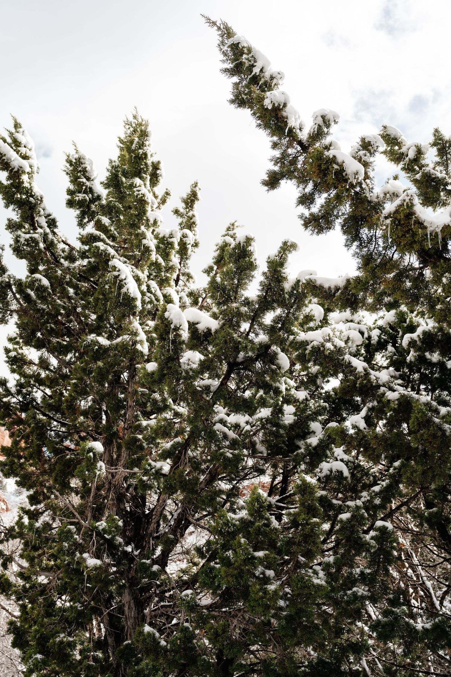 Snow-covered evergreen trees against a cloudy sky in winter.