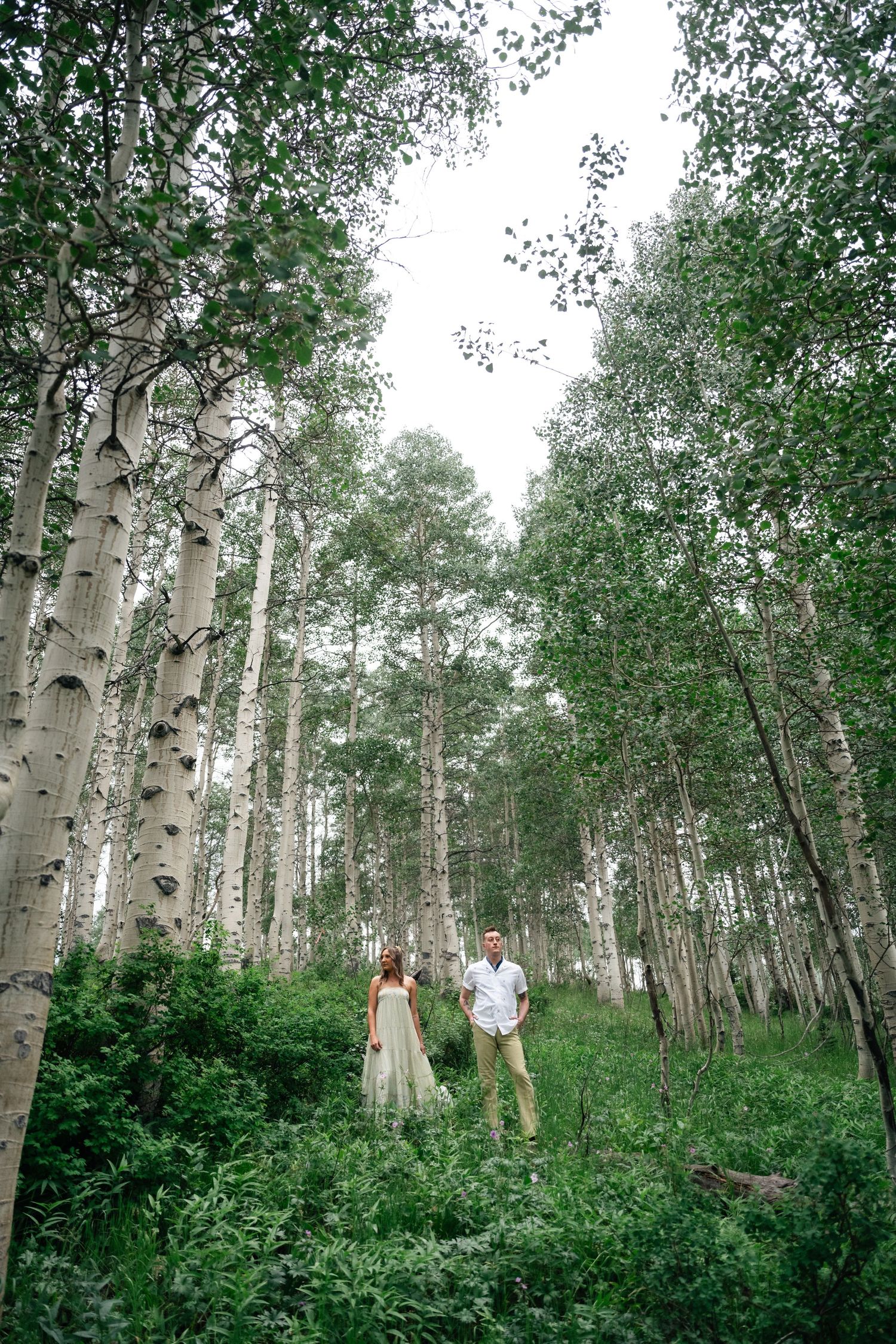 A scenic forest landscape with tall white birch trees and lush green undergrowth.