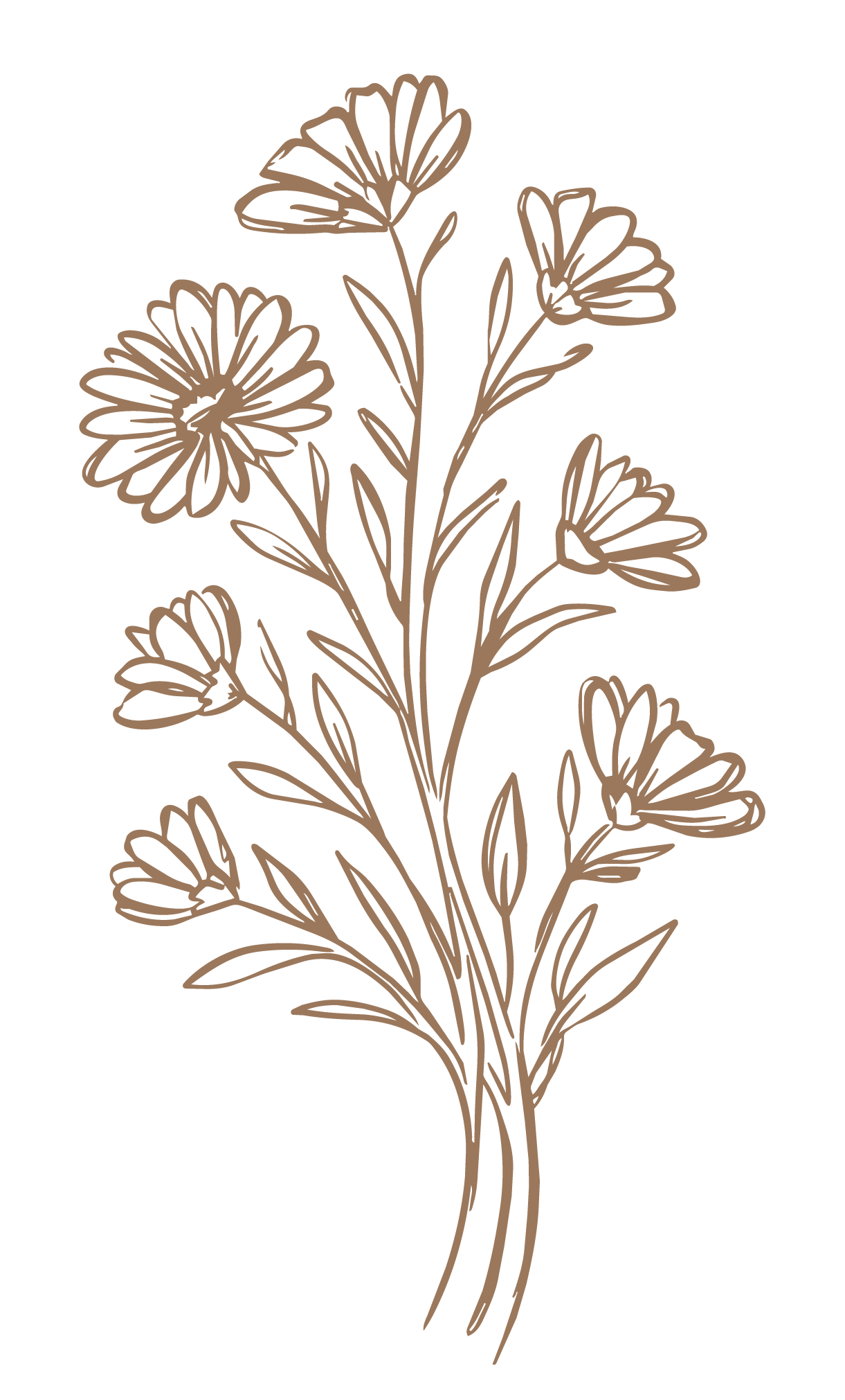 Elegant hand-drawn wildflower bouquet illustration featuring daisies and leaves in warm brown ink on white background.
