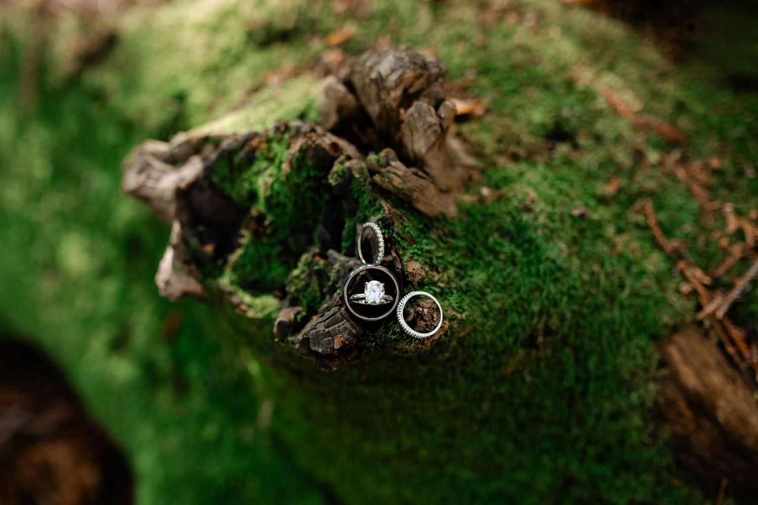 Wedding rings arranged on green moss in a woodland setting.