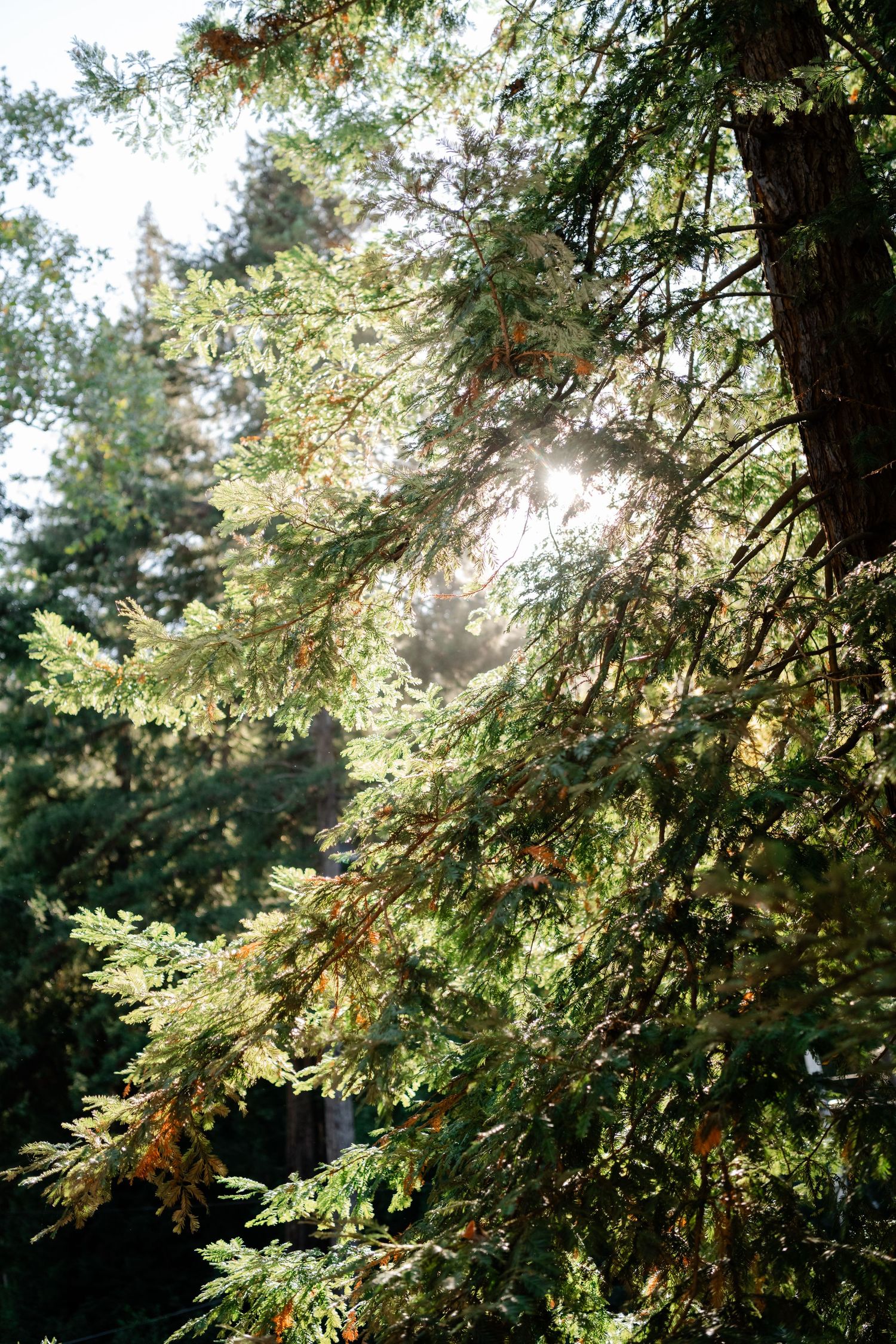 Sunlight filters through tall evergreen trees creating a magical forest atmosphere.