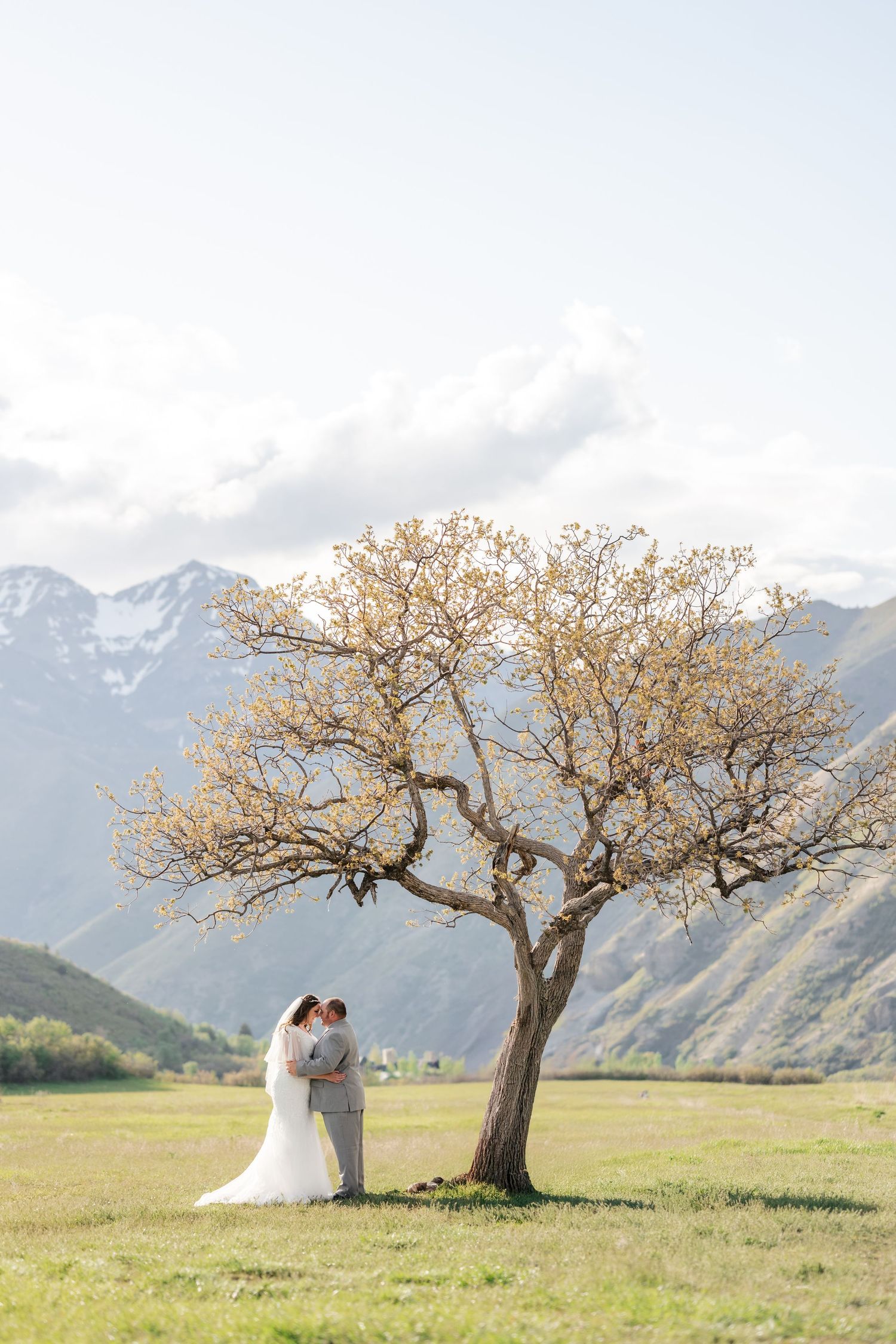 A couple embraces beneath a blossoming cherry tree on a scenic mountain meadow during spring. Utah Mountain Wedding Photographer. Coley Cook