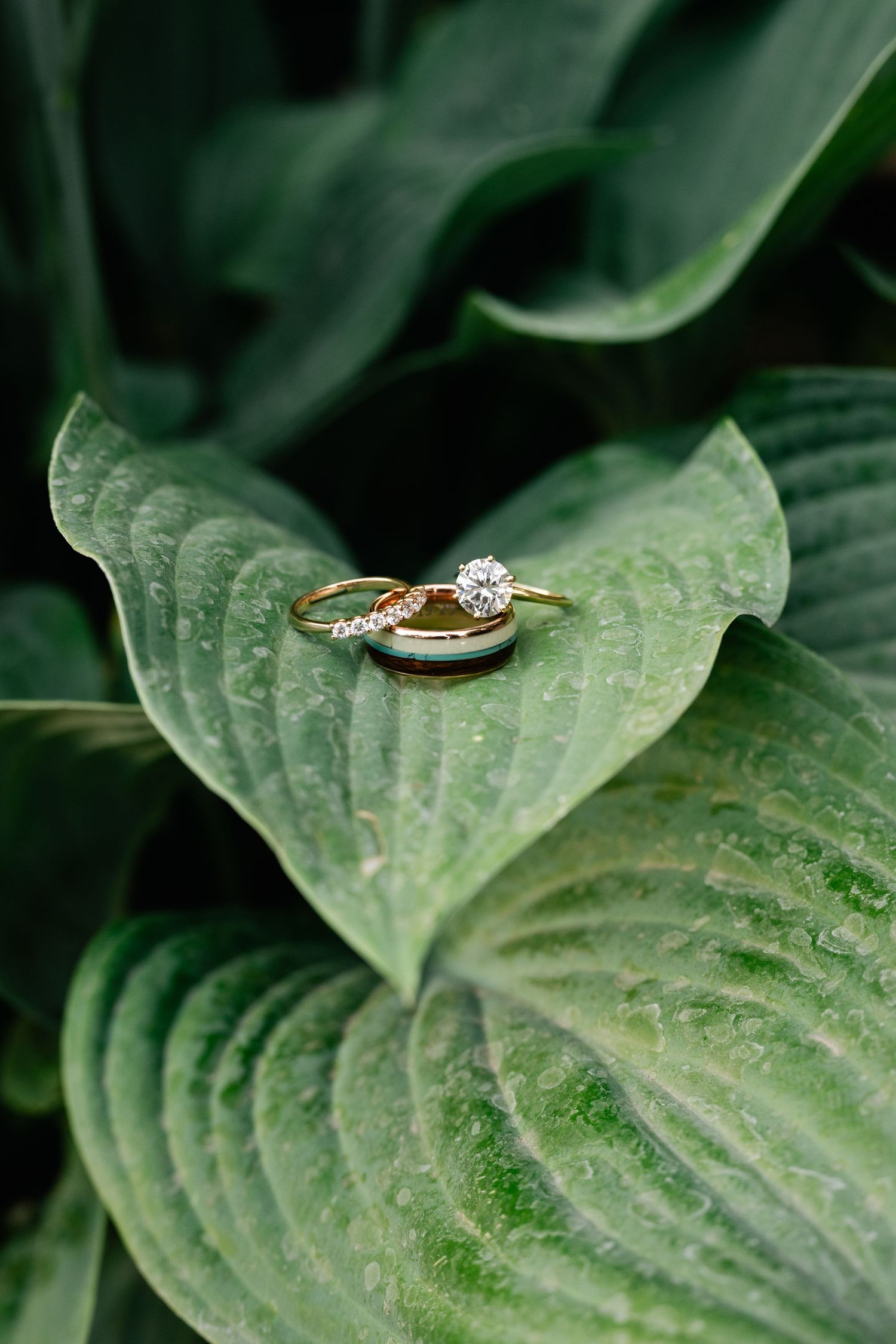 Wedding rings photographed on a green hosta leaf with natural texture and detail.