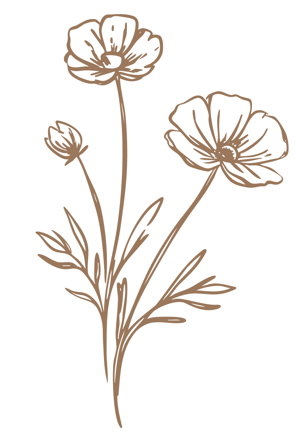 Elegant hand-drawn wildflower botanical illustration featuring delicate poppy blooms and buds on slender stems in warm brown ink.
