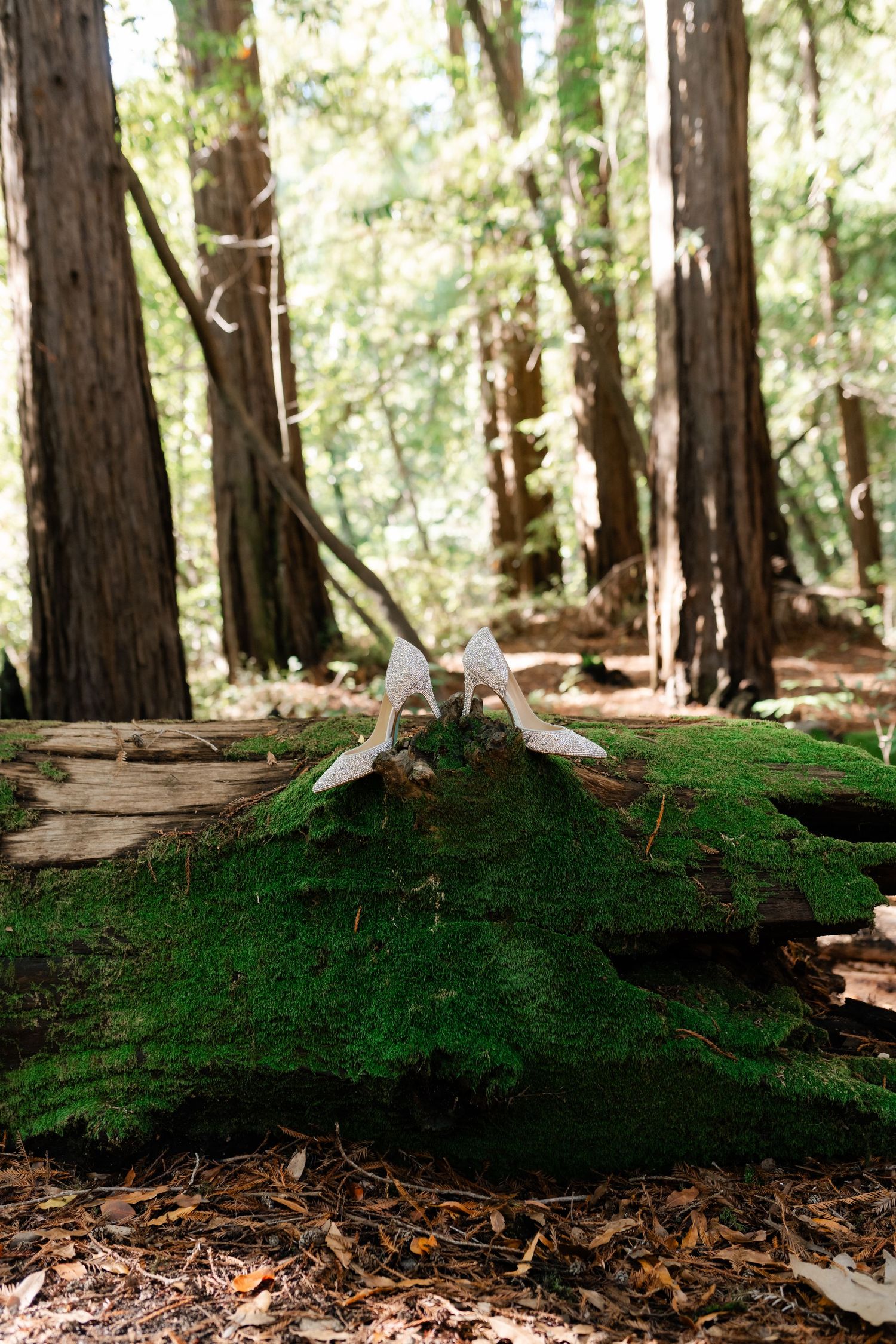 Lush forest floor covered in green moss and ferns beneath towering redwood trees.