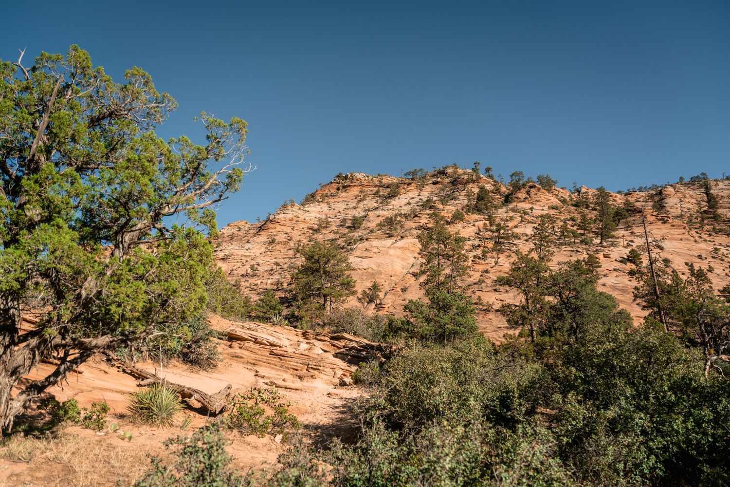 Dramatic red rock formations rise against a blue sky in a desert landscape.