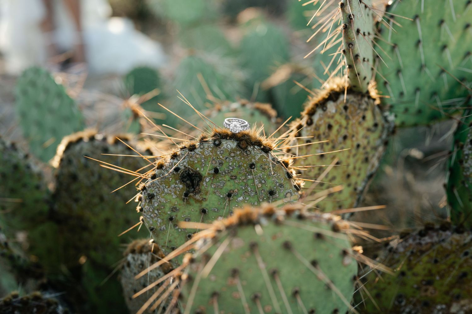 Zion Adventure Session. Close-up detail shots of dried cactus spines and needles against a blurred green background.