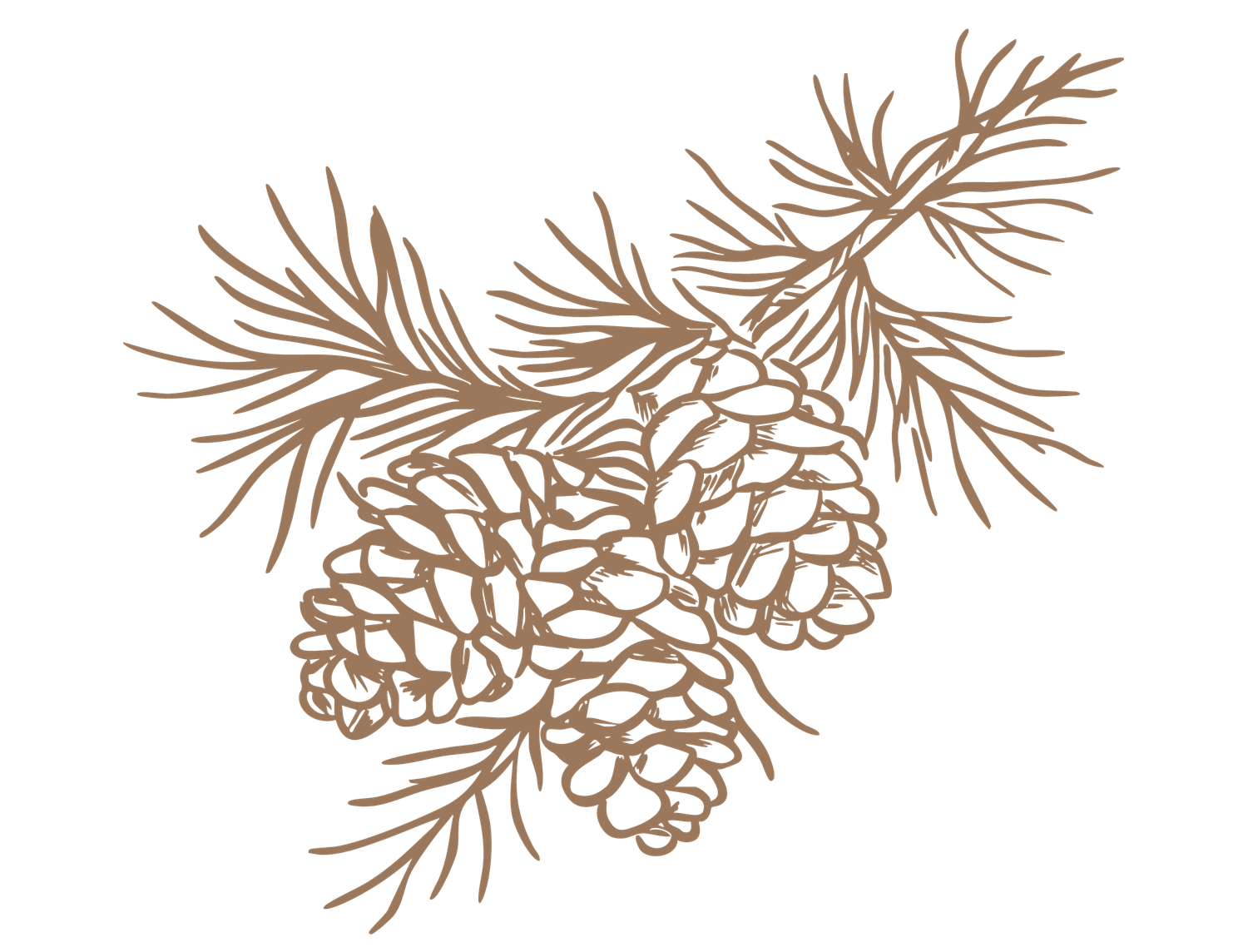 Detailed illustration of pine cones on a branch with needles in warm brown tones.