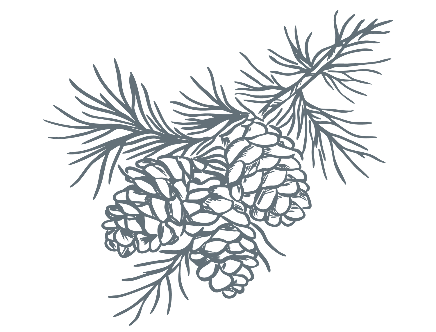 Detailed illustration of pine cones on a branch with needles, rendered in muted blue-gray tones. Utah Micro Weddings.