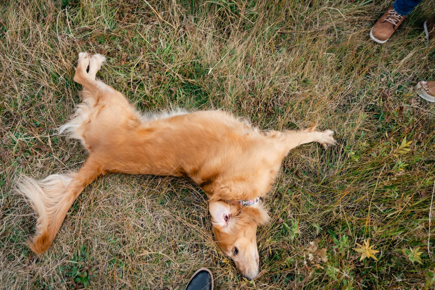 A happy golden retriever dog lying on its back in tall grass with playful expression.