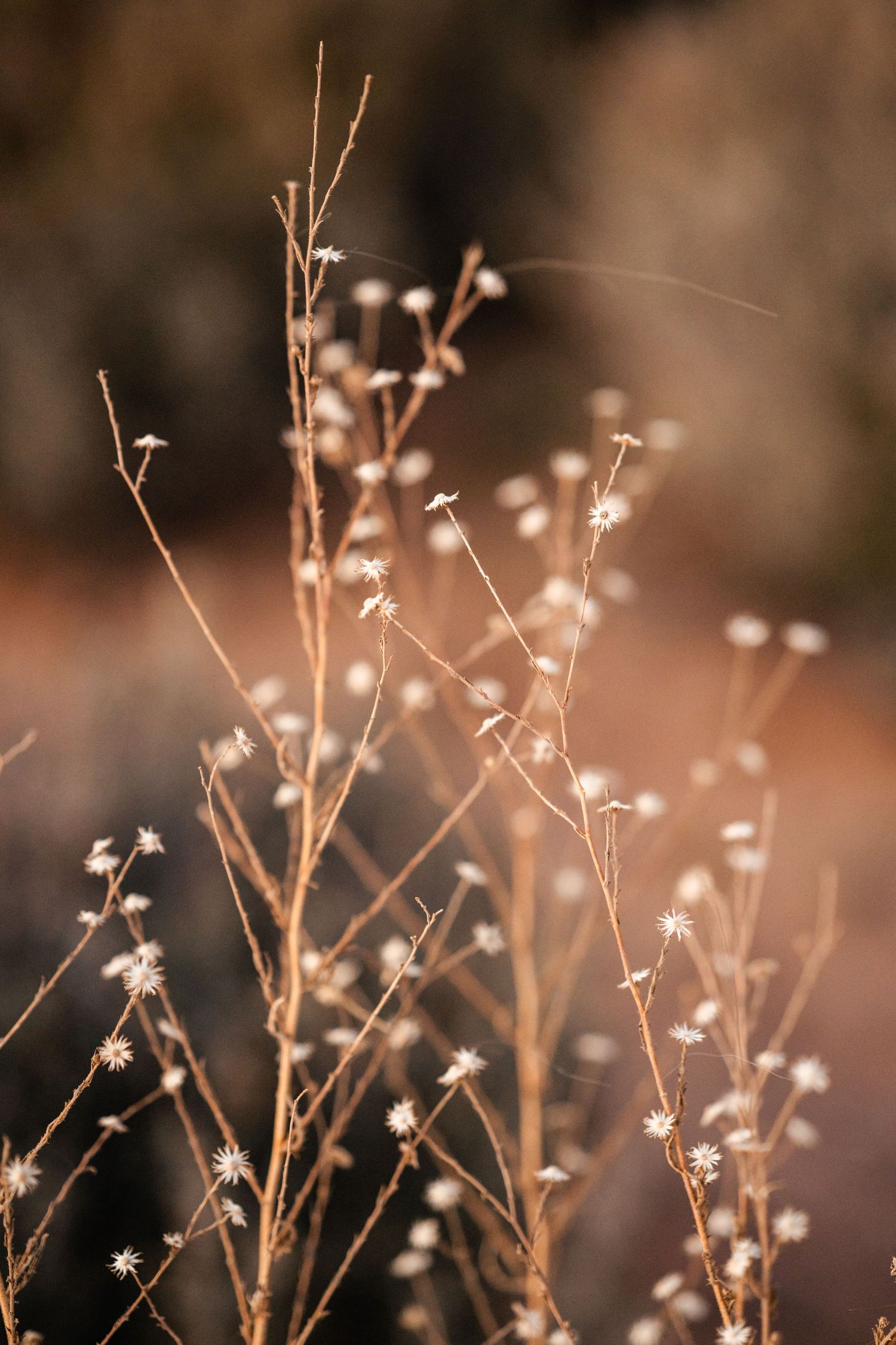 Nature detail shot in elopement gallery by Utah Elopement Photographer