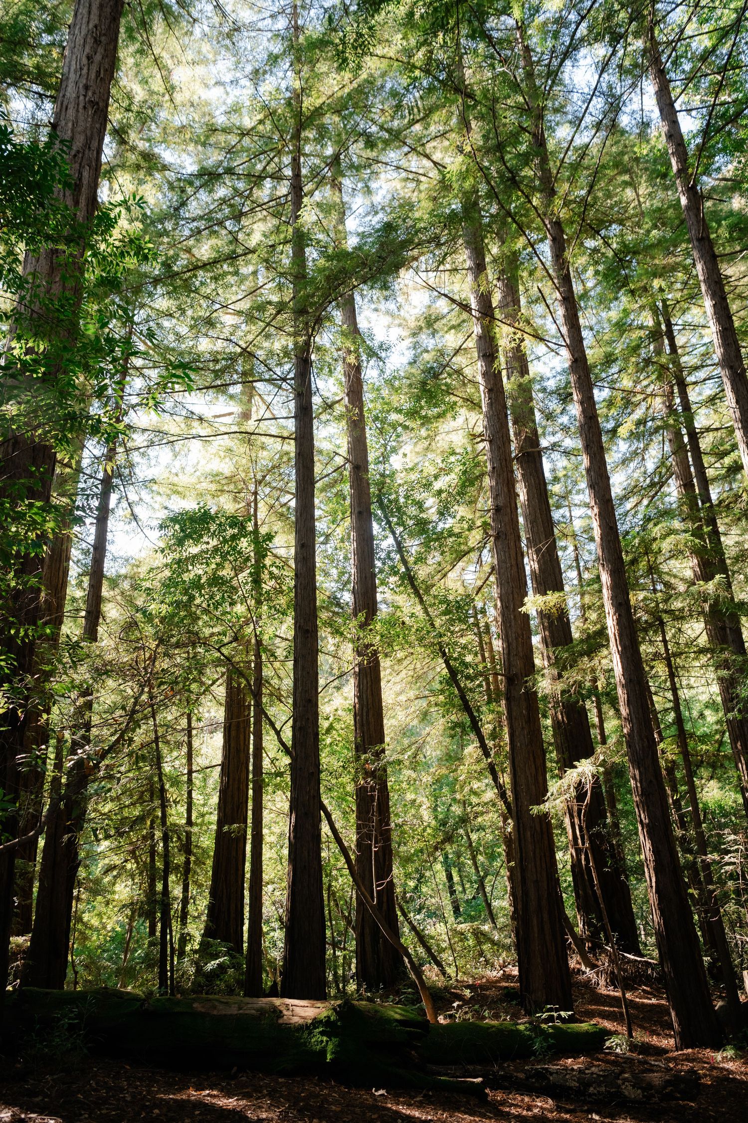 Tall evergreen trees create a serene forest canopy with sunlight filtering through the branches in a peaceful woodland scene.