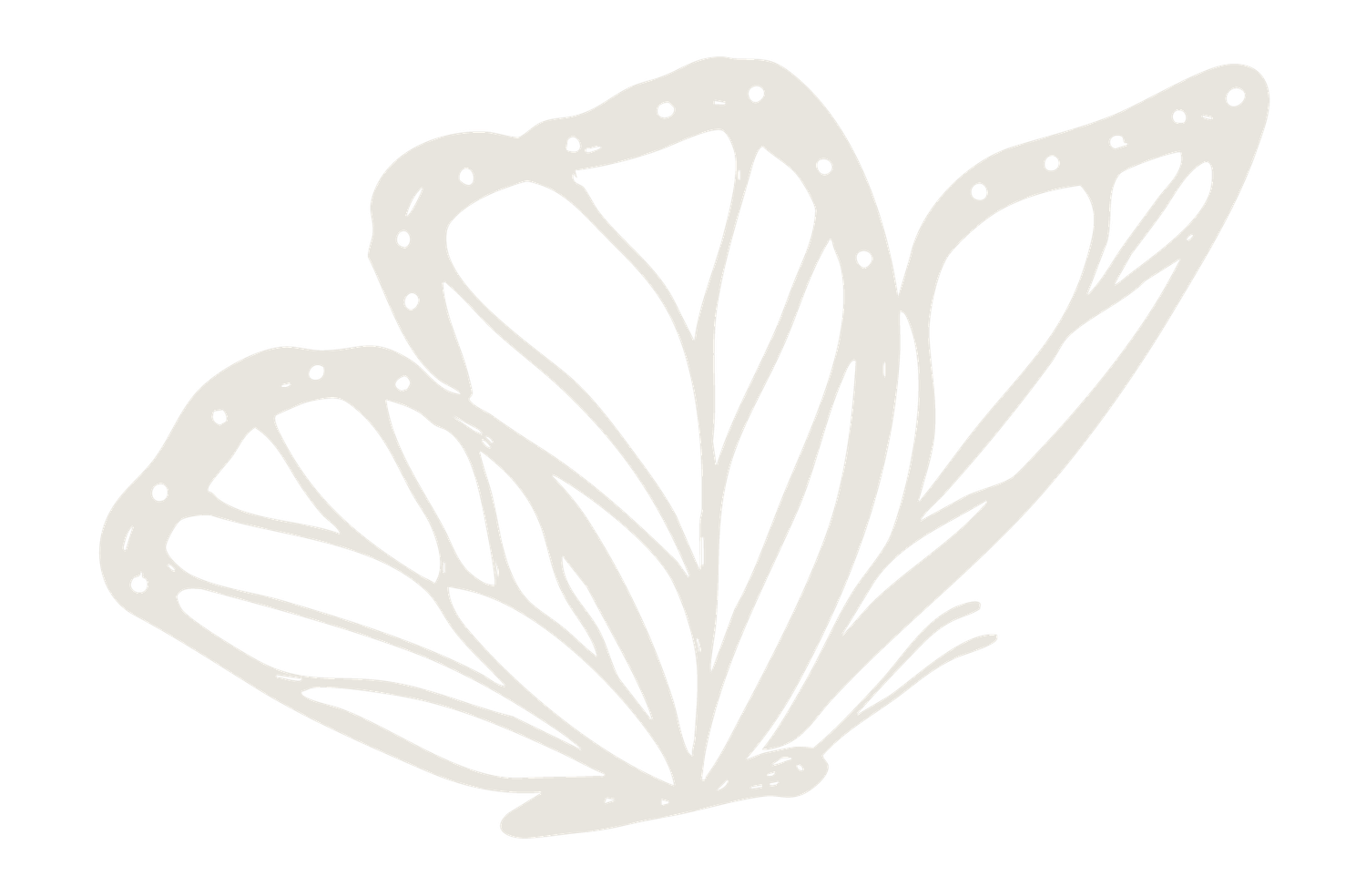 A delicate white butterfly with intricate wing patterns on a white background.