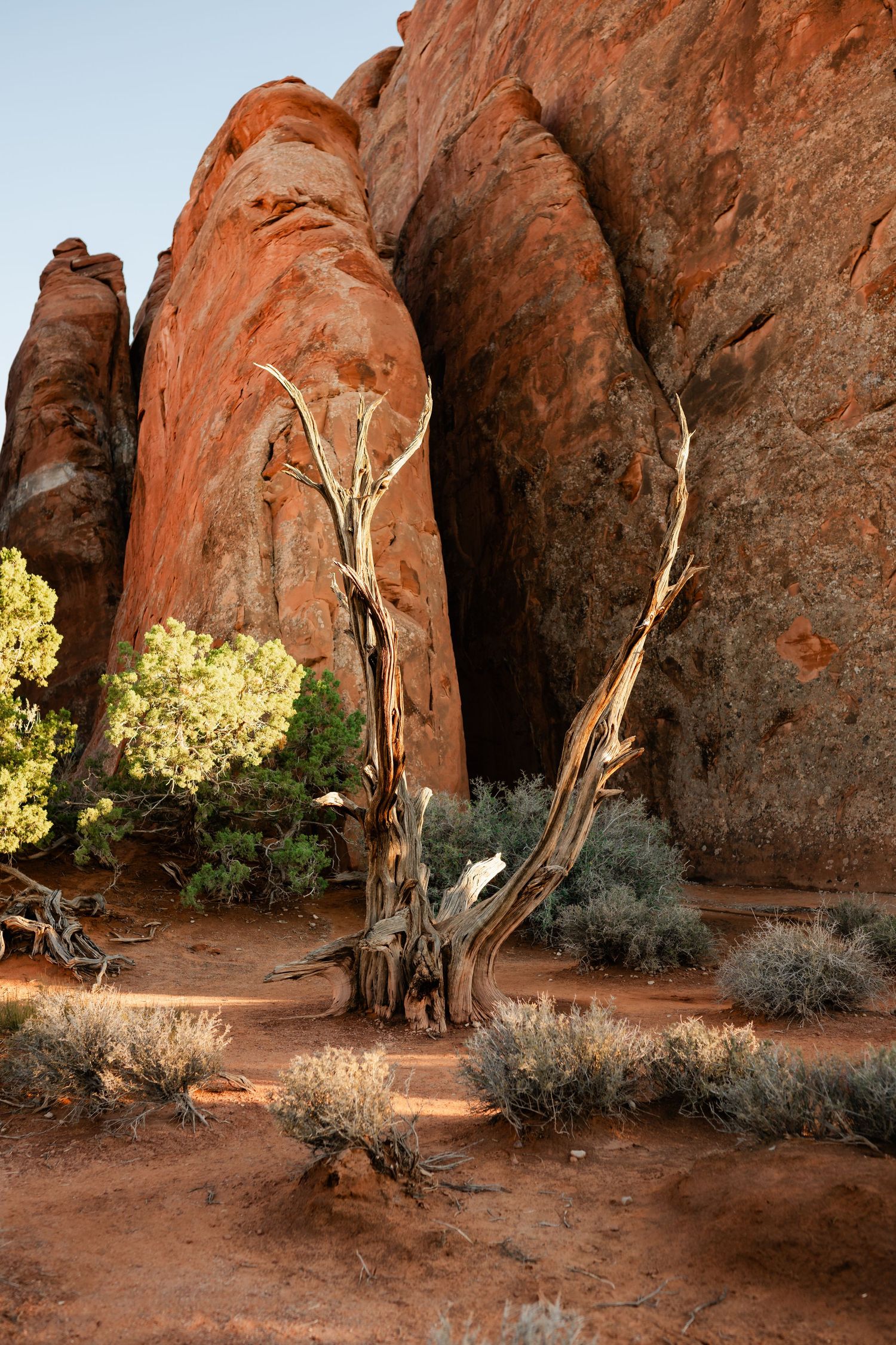 Desert landscape with red rock formations and dried trees against sandstone cliffs in golden sunlight.