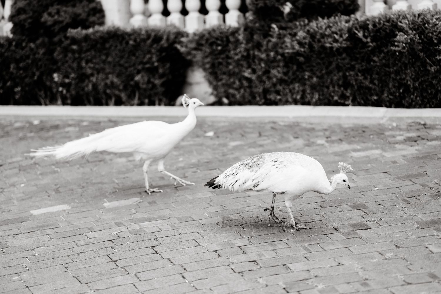 A great egret bird walks along a brick path while hunting for prey in an outdoor setting.