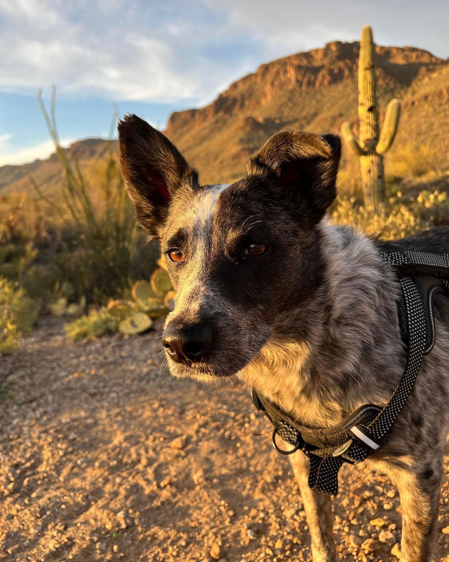 Australian cattle dog wearing a harness poses in desert landscape with saguaro cactus and mountains at golden hour.