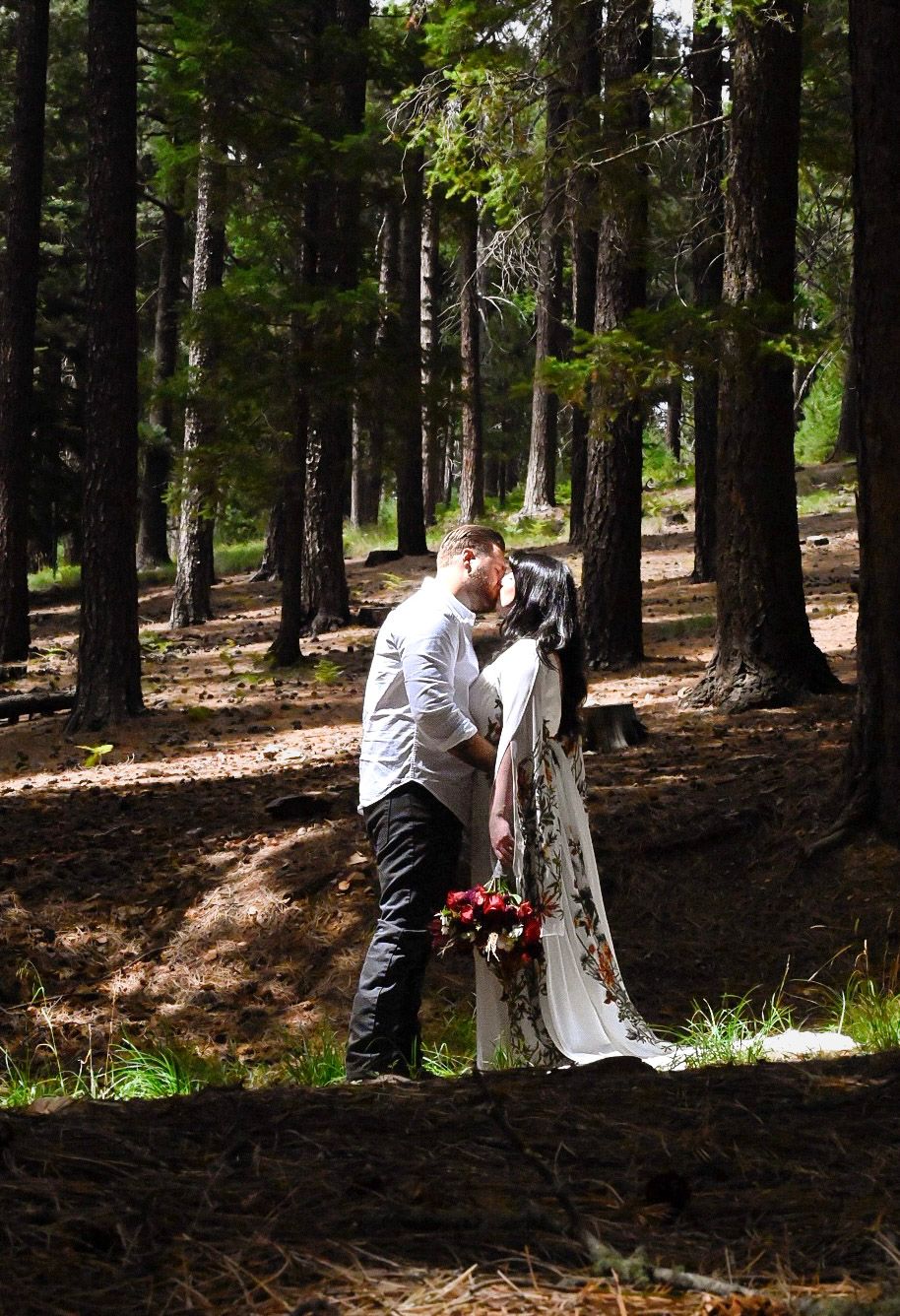 Sunlight streams through pine trees creating dramatic lighting in a forest setting.