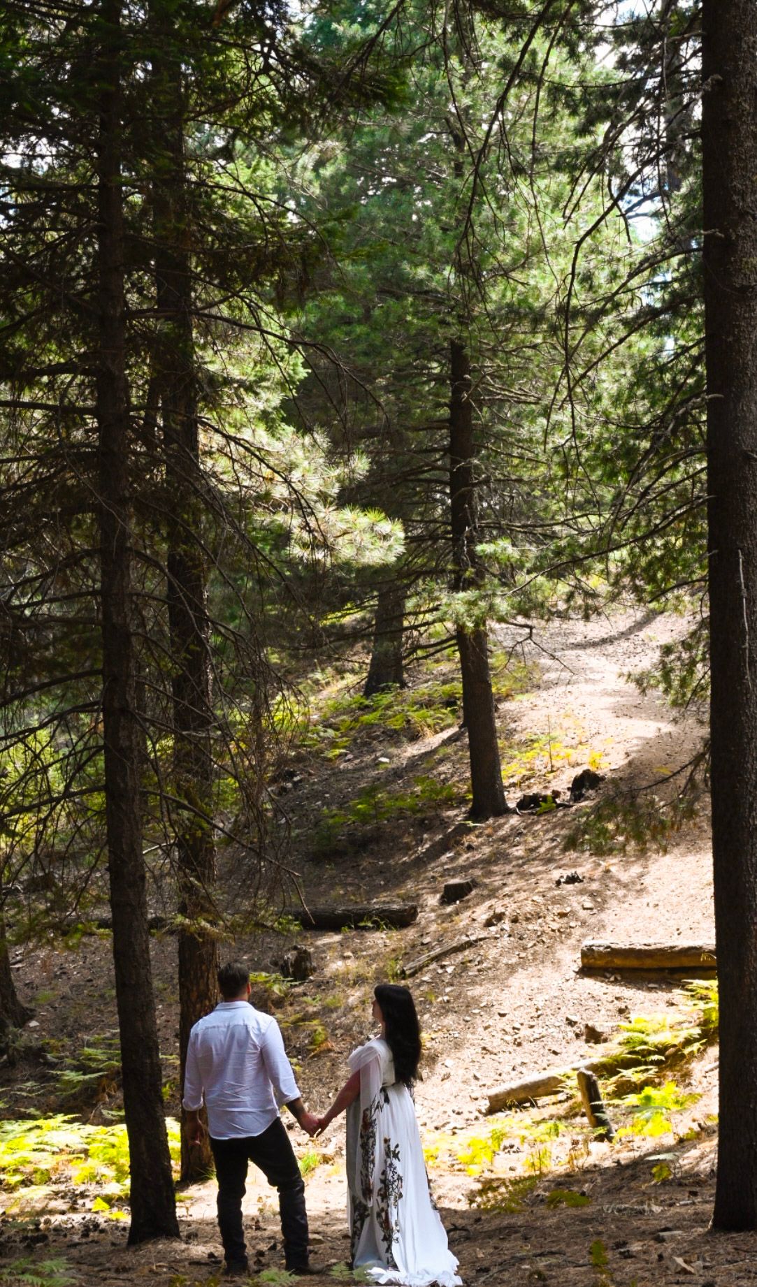 A couple walks hand in hand through a sunlit forest path surrounded by tall evergreen trees.