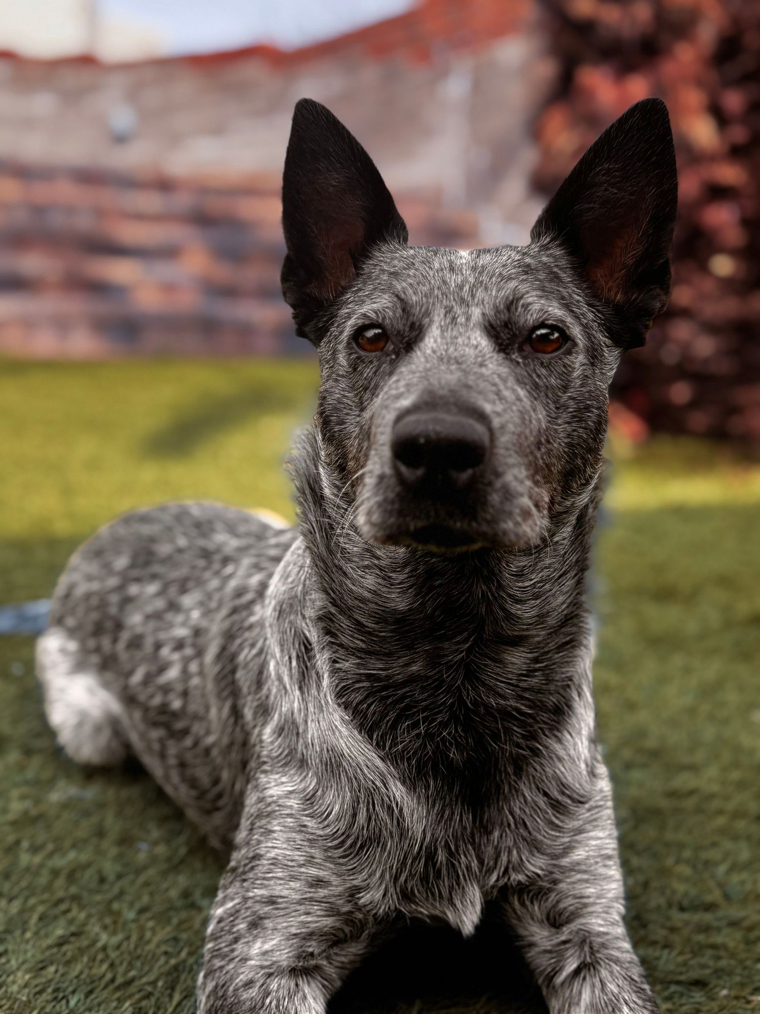 Close-up portrait series of an Australian Cattle Dog with alert ears and speckled grey coat in outdoor setting.