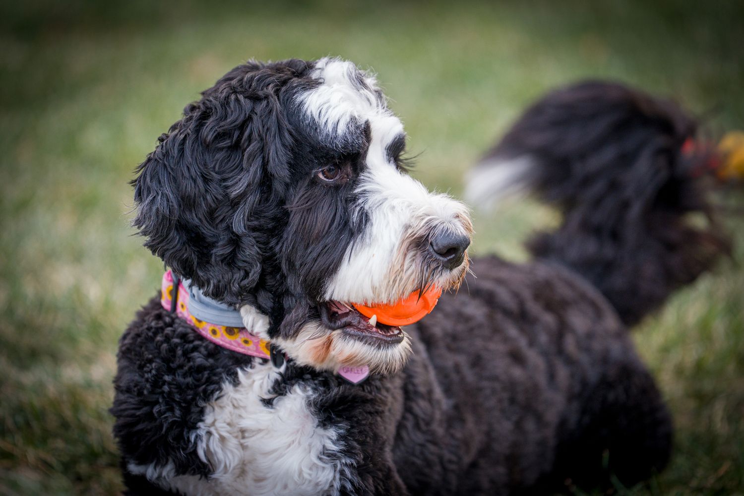 Bernedoodle