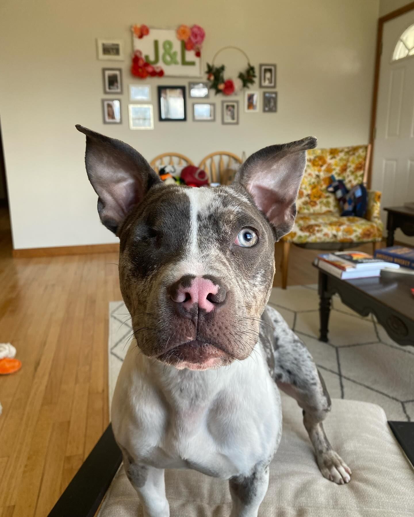 Dog