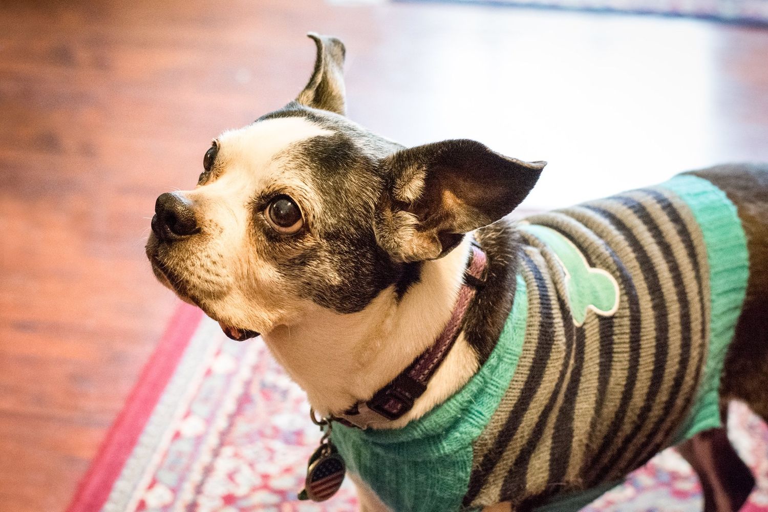 Dog Portraits