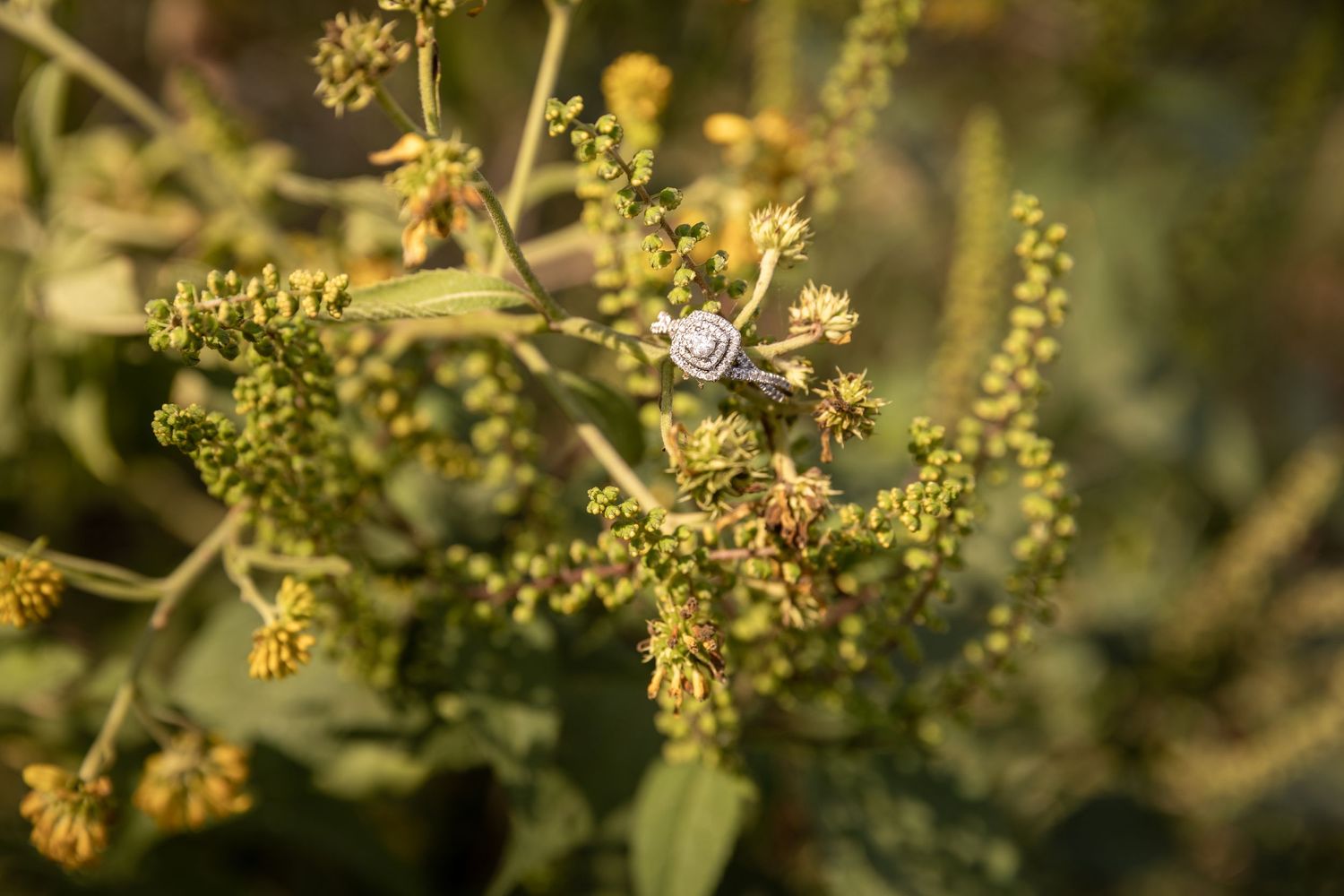 Small yellow flowers blooming on green plant branches against a blurred natural background.