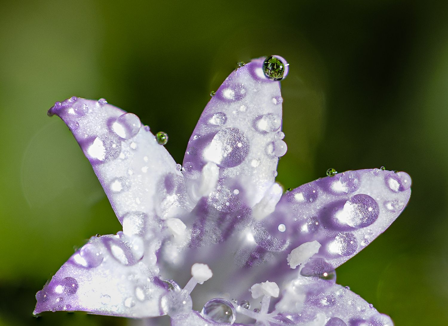 Close-up of purple flower petals with sparkling water droplets after rain against a blurred green background.