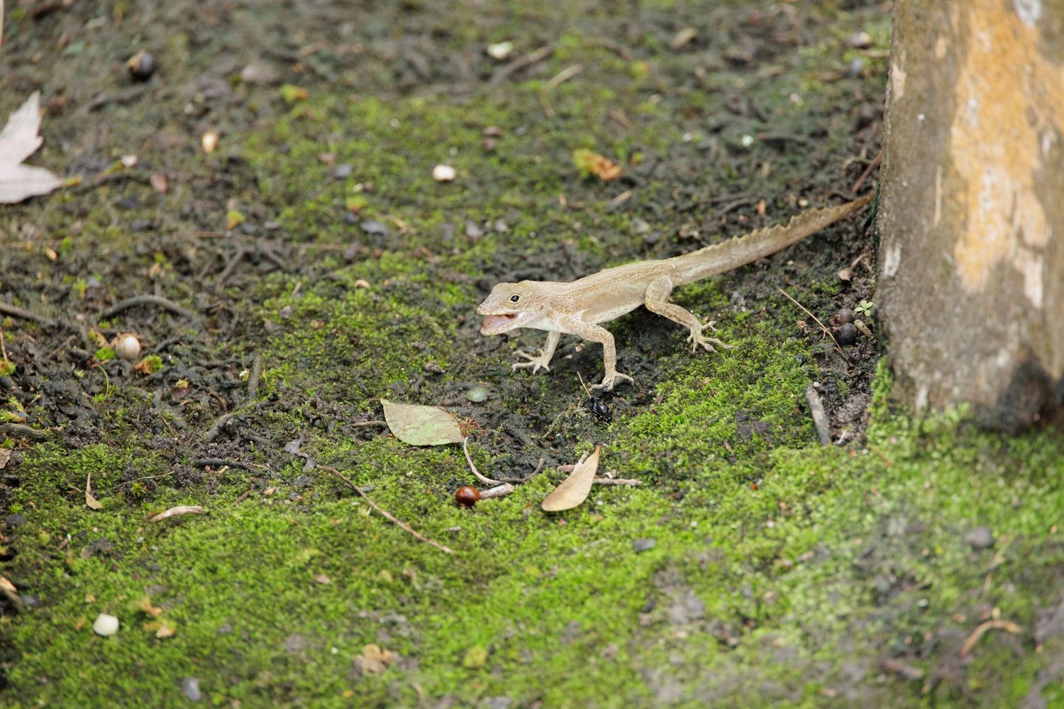 Green moss grows on the ground around tree trunks in a forest setting.