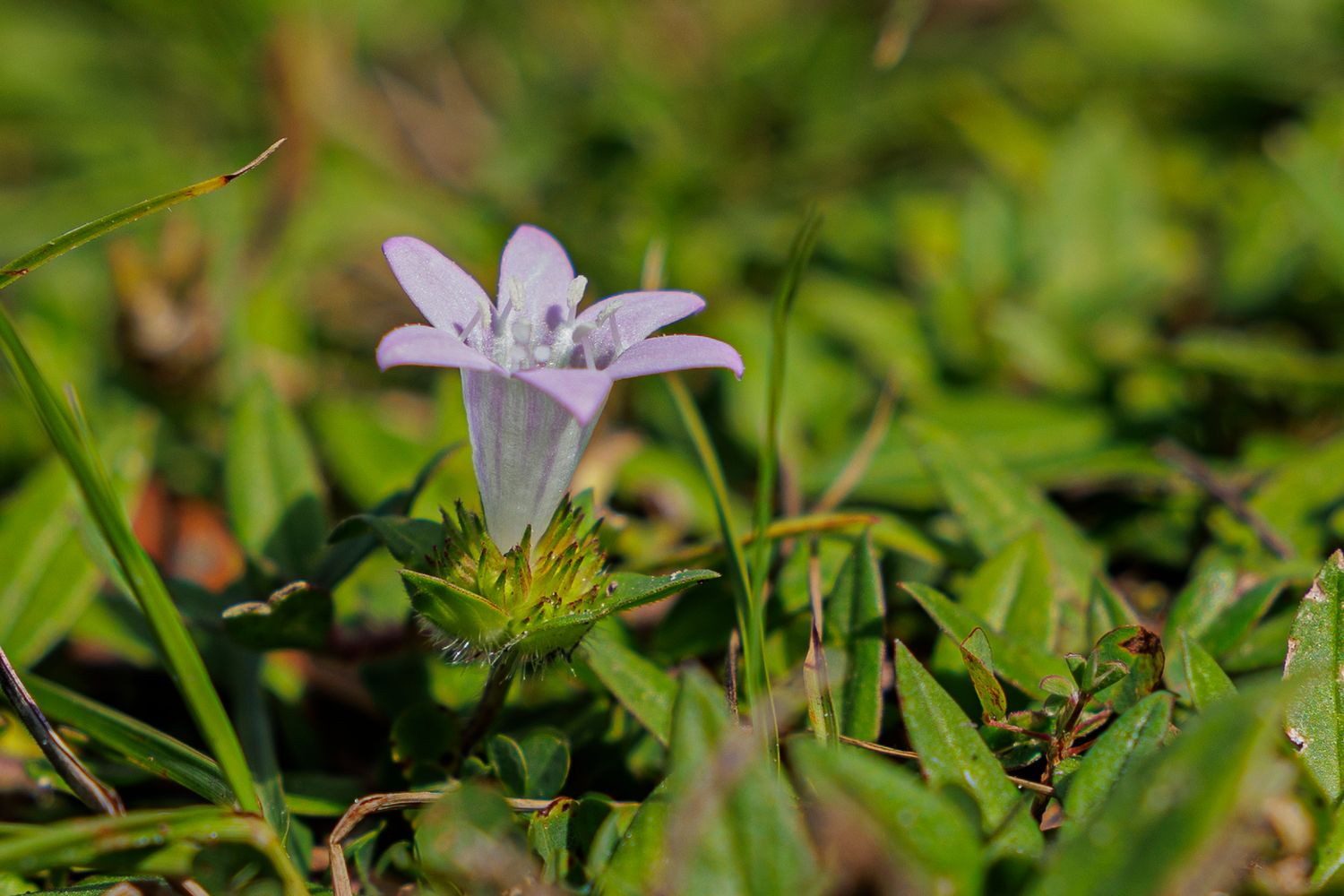 A delicate purple flower blooms among lush green foliage in a garden setting.