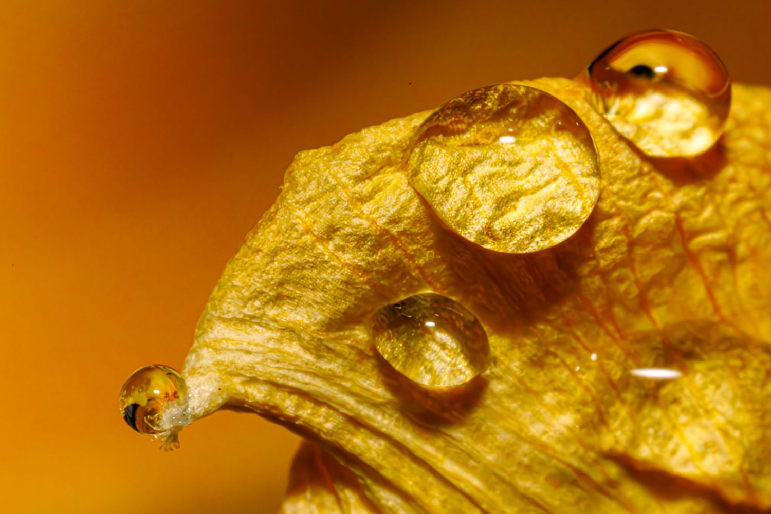 Close-up macro photo of golden water droplets resting on a yellow autumn leaf with warm orange bokeh background.